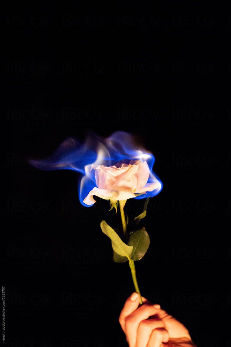 Burning Rose Wallpapers Top Free Burning Rose Backgrounds