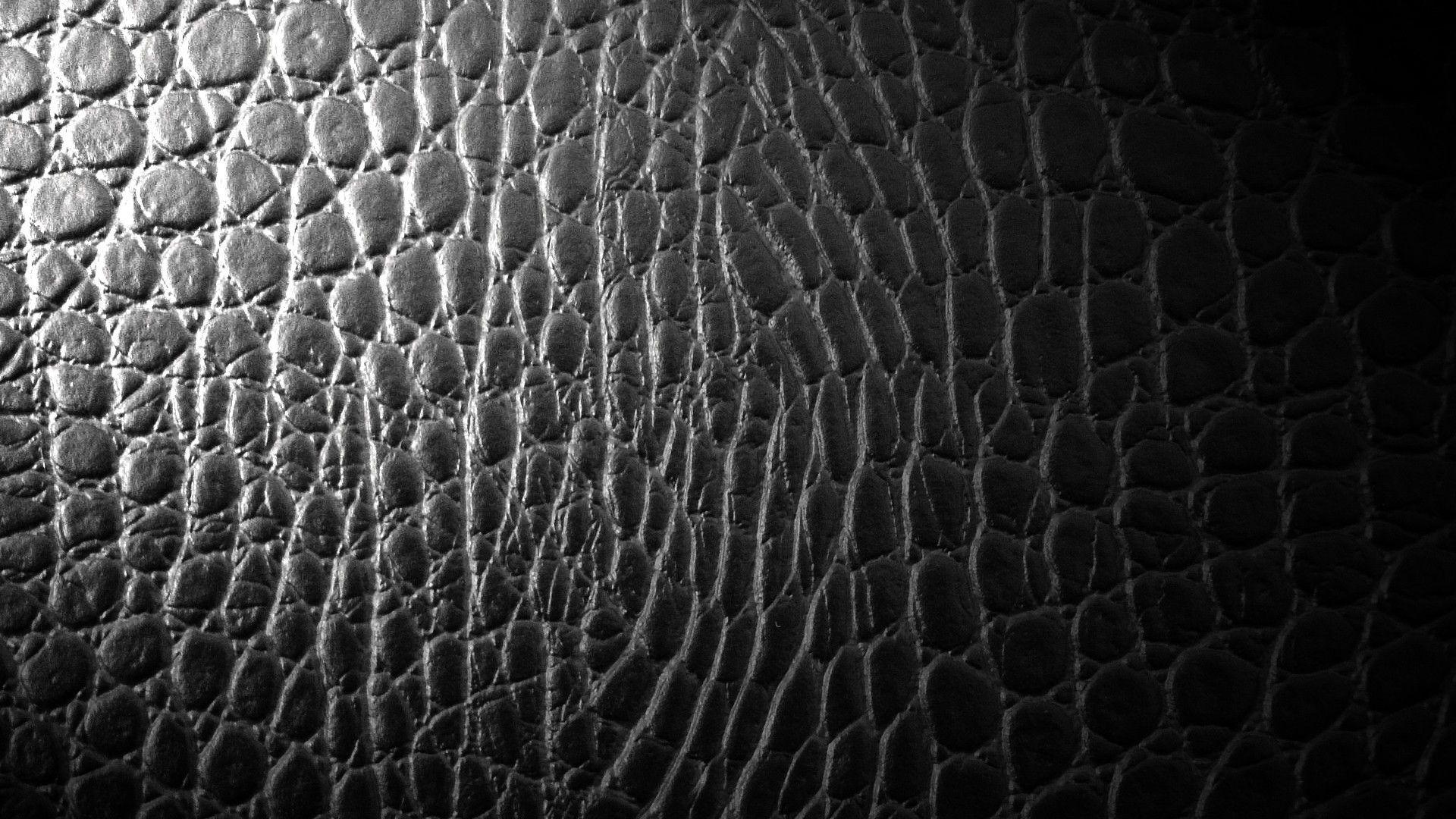 Crocodile Skin Wallpapers Top Free Crocodile Skin Backgrounds WallpaperAccess