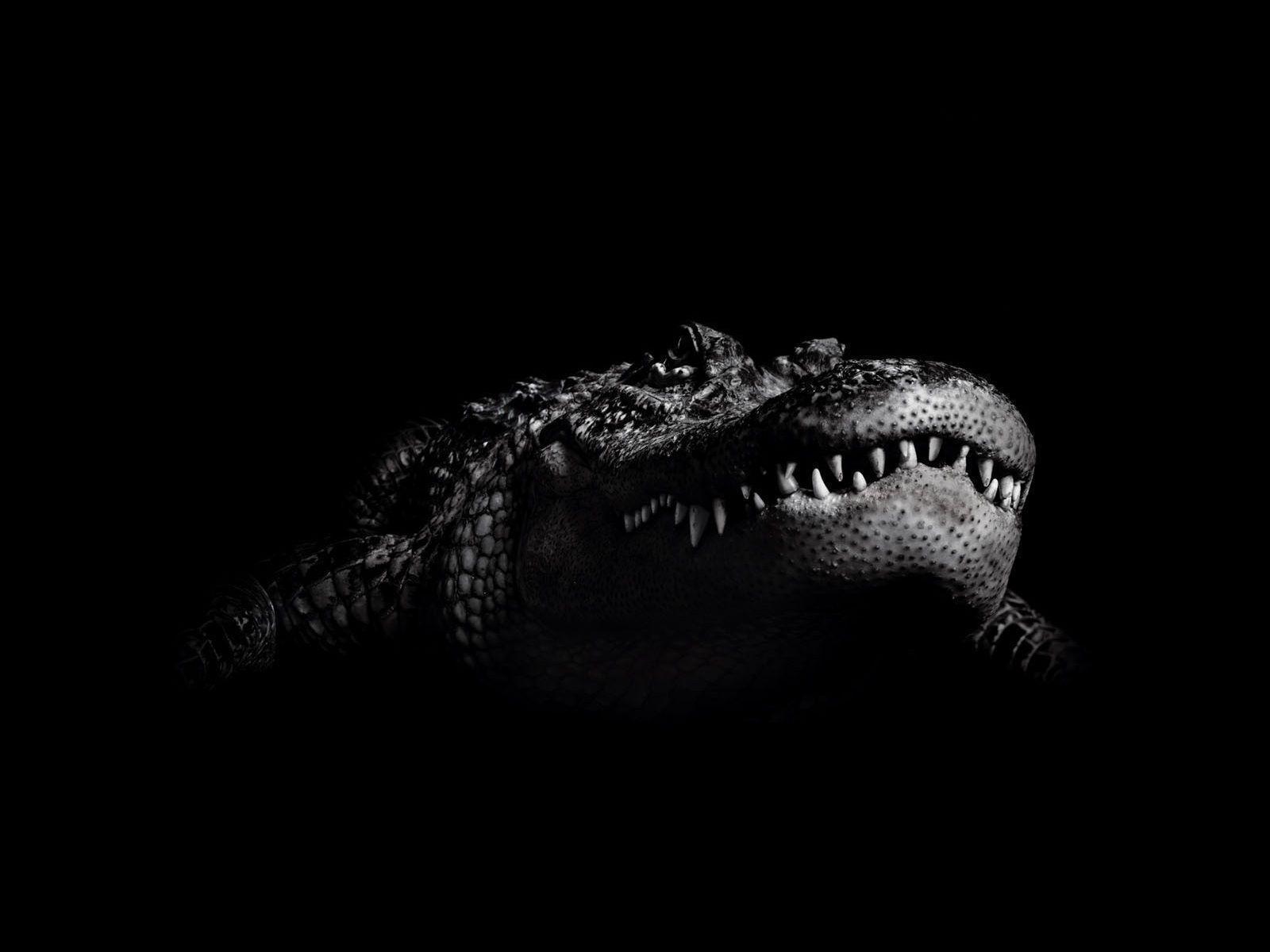 Black Alligator Wallpapers Top Free Black Alligator Backgrounds