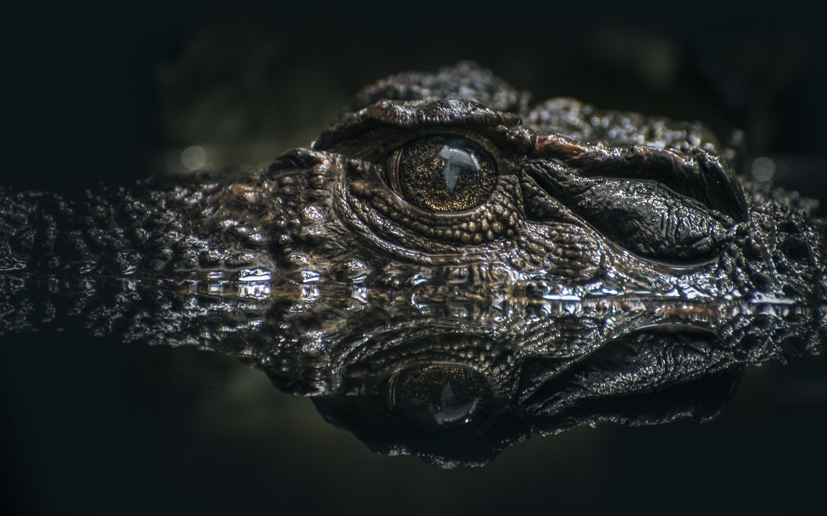 Black Alligator Wallpapers Top Free Black Alligator Backgrounds