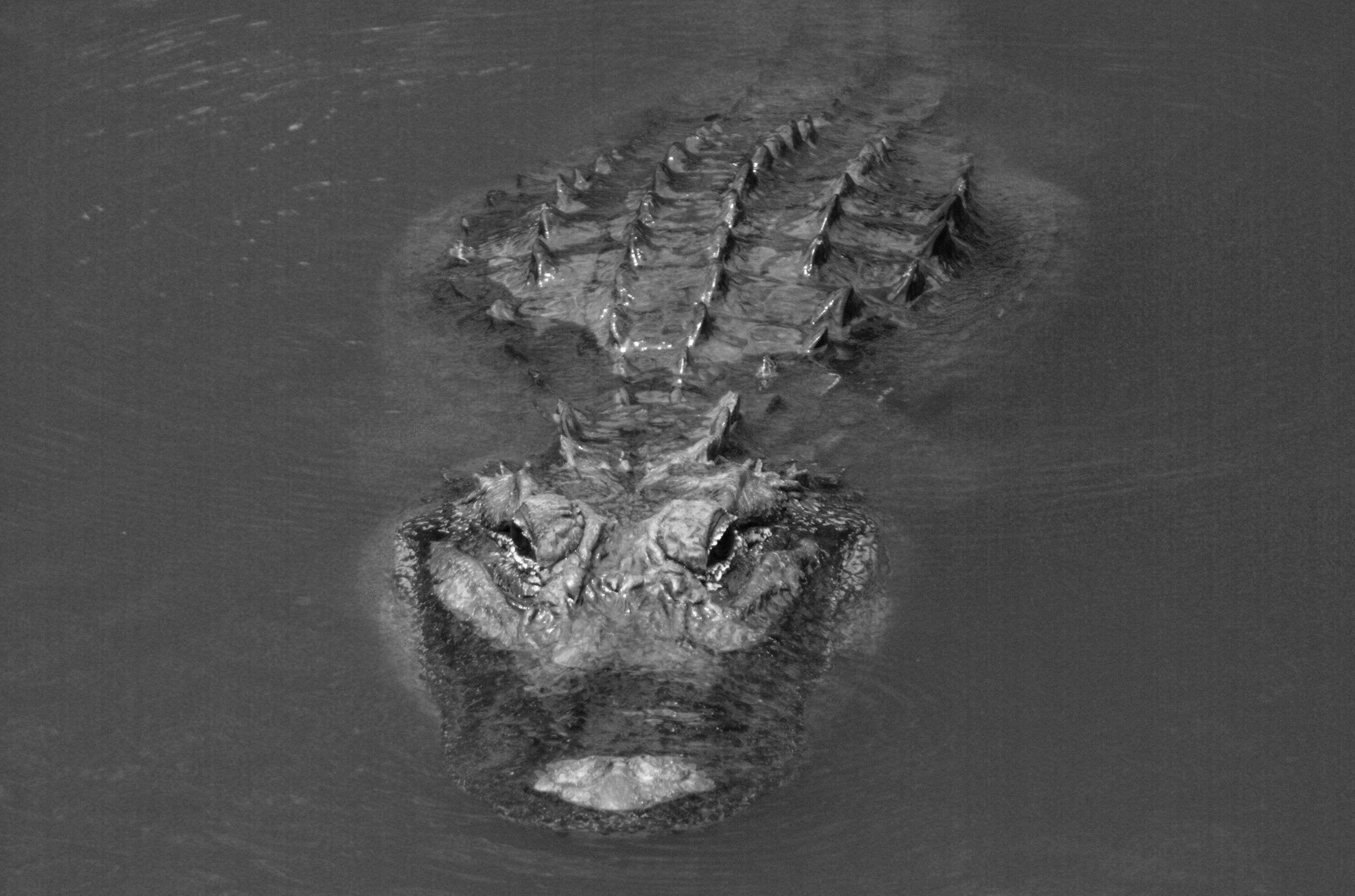 Black Alligator Wallpapers Top Free Black Alligator Backgrounds