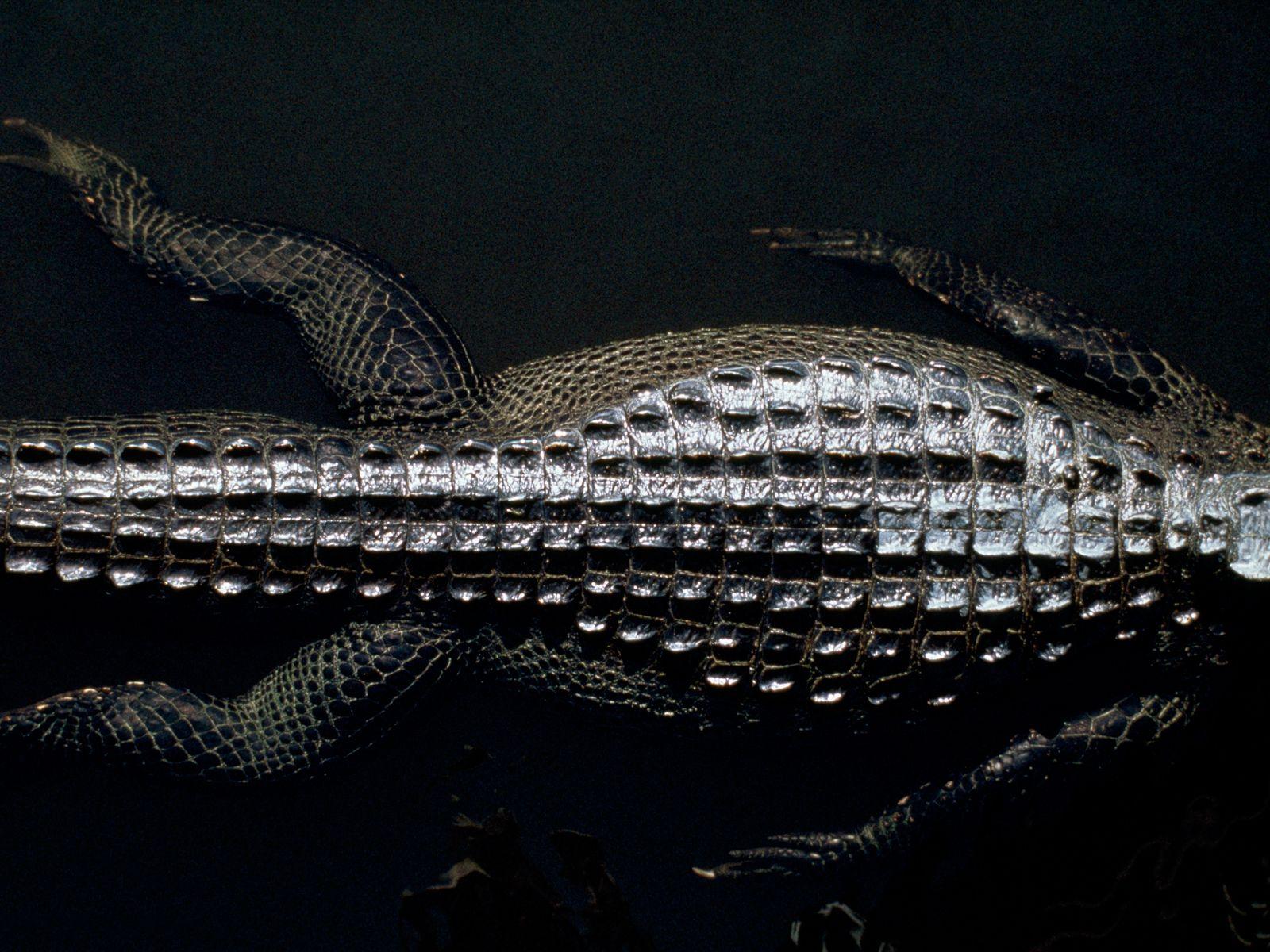 Black Alligator Wallpapers Top Free Black Alligator Backgrounds