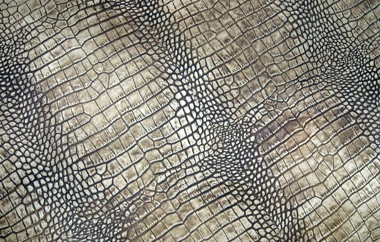 Crocodile Skin Wallpapers Top Free Crocodile Skin Backgrounds