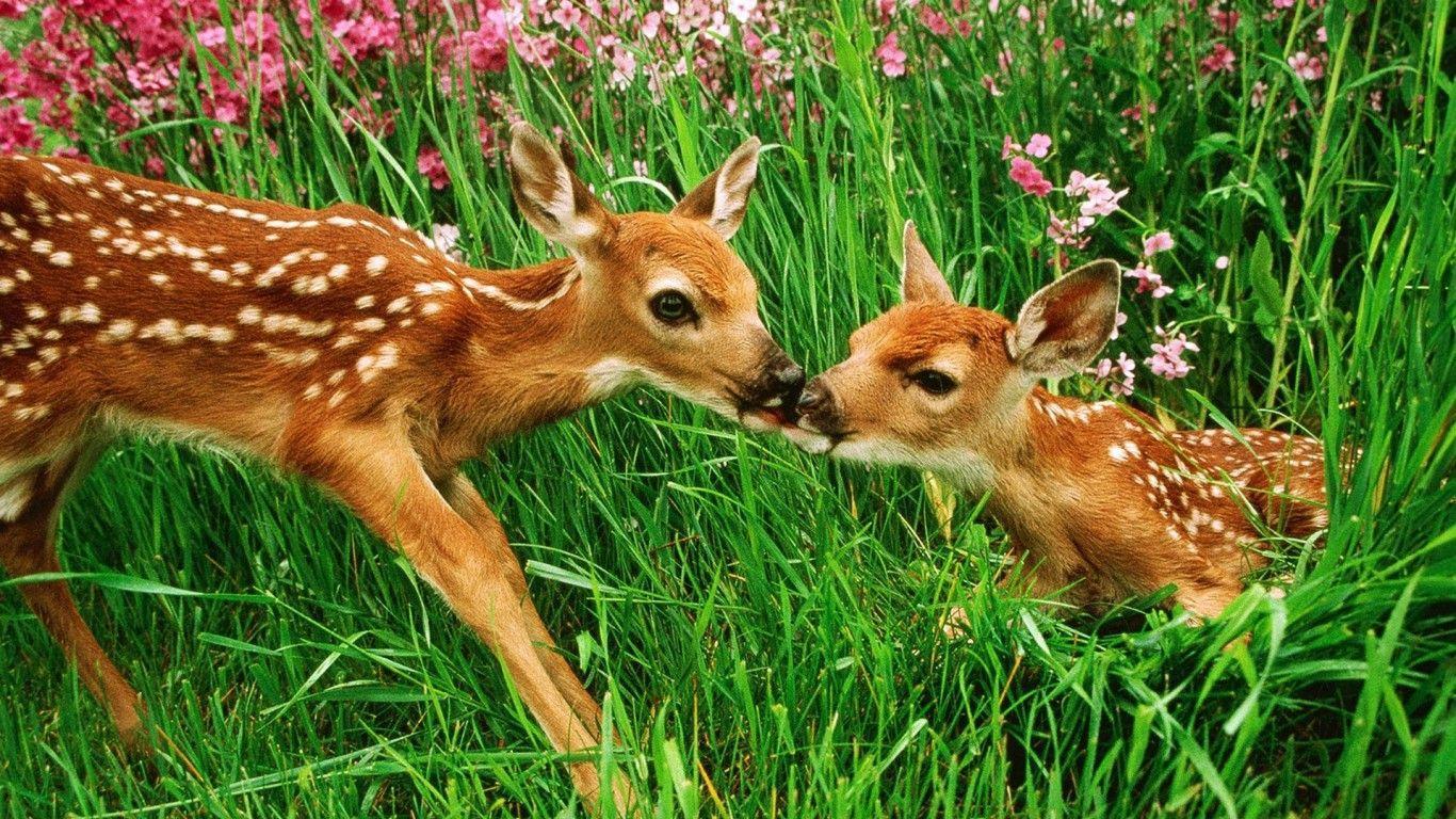 Baby Deer Wallpapers Top Free Baby Deer Backgrounds WallpaperAccess