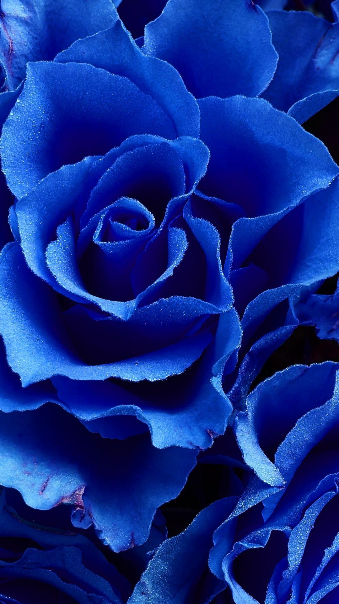 Blue Rose Aesthetic Wallpapers Top Free Blue Rose Aesthetic Backgrounds WallpaperAccess