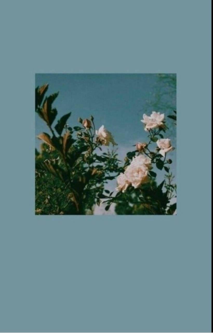 Blue Rose Aesthetic Wallpapers Top Free Blue Rose Aesthetic Backgrounds WallpaperAccess