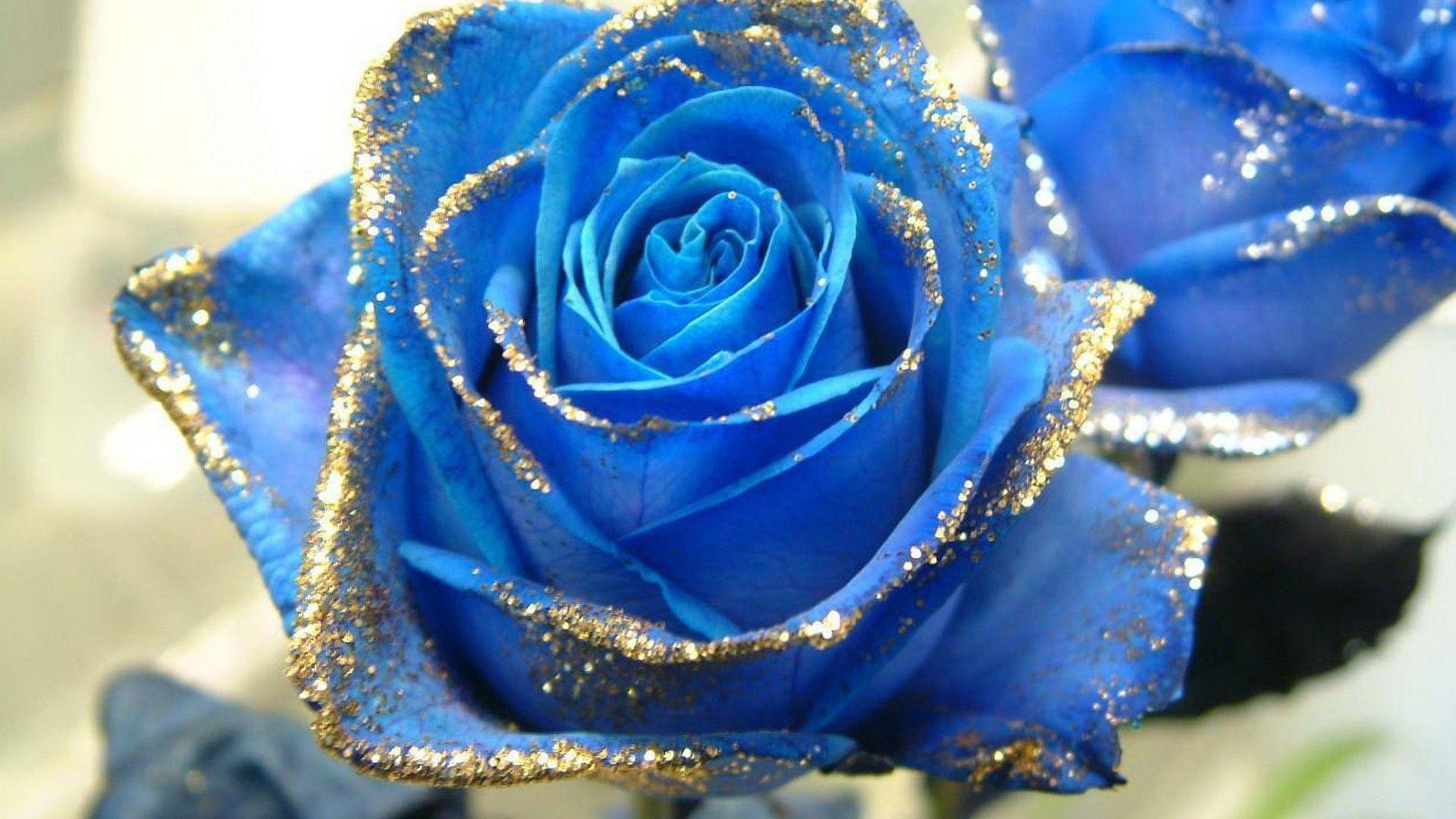 Blue Rose Aesthetic Wallpapers Top Free Blue Rose Aesthetic Backgrounds WallpaperAccess
