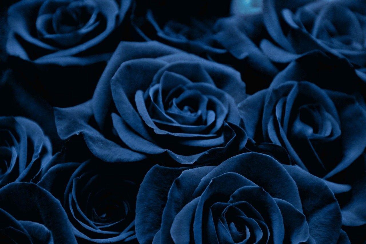 Blue Rose Aesthetic Wallpapers Top Free Blue Rose Aesthetic