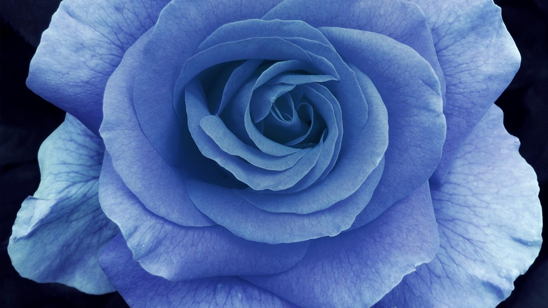 Blue Rose Aesthetic Wallpapers Top Free Blue Rose Aesthetic Backgrounds WallpaperAccess