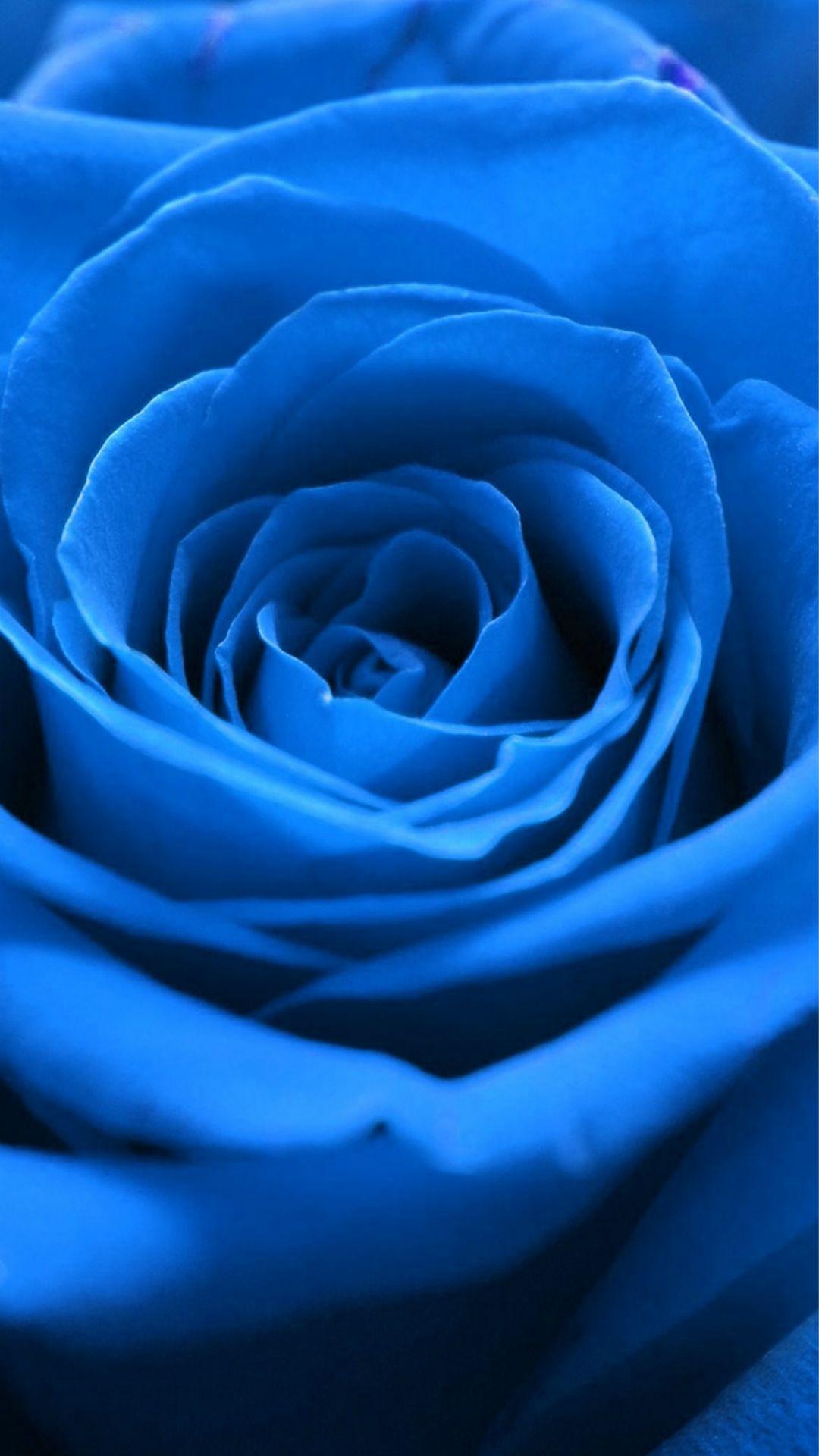 Blue Rose Aesthetic Wallpapers Top Free Blue Rose Aesthetic Backgrounds WallpaperAccess