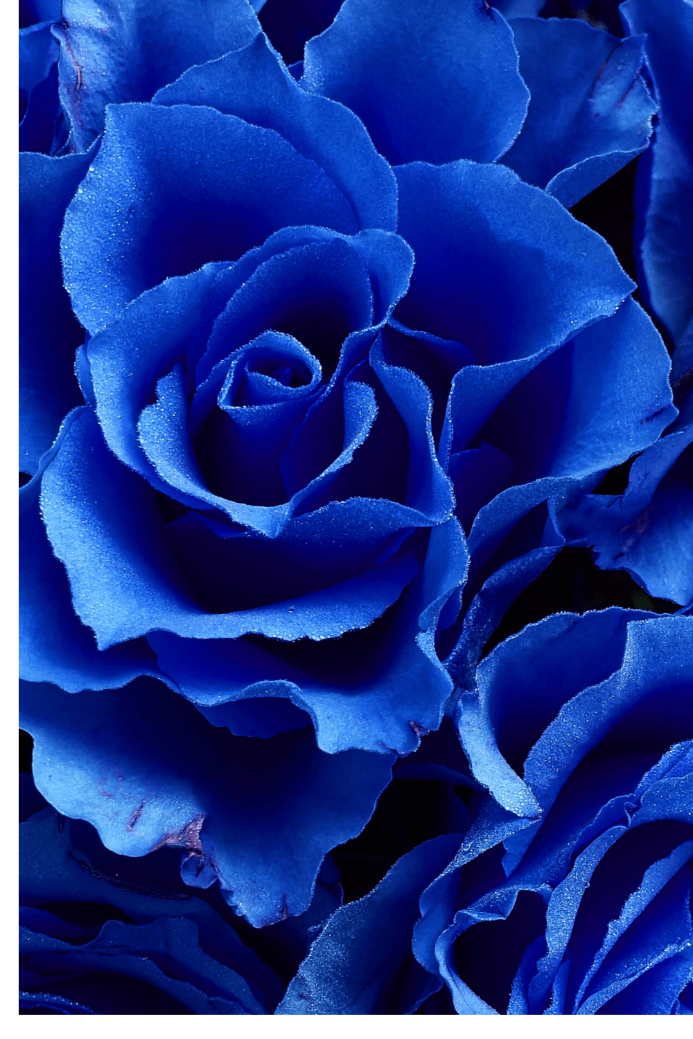 Blue Rose Aesthetic Wallpapers Top Free Blue Rose Aesthetic Backgrounds WallpaperAccess