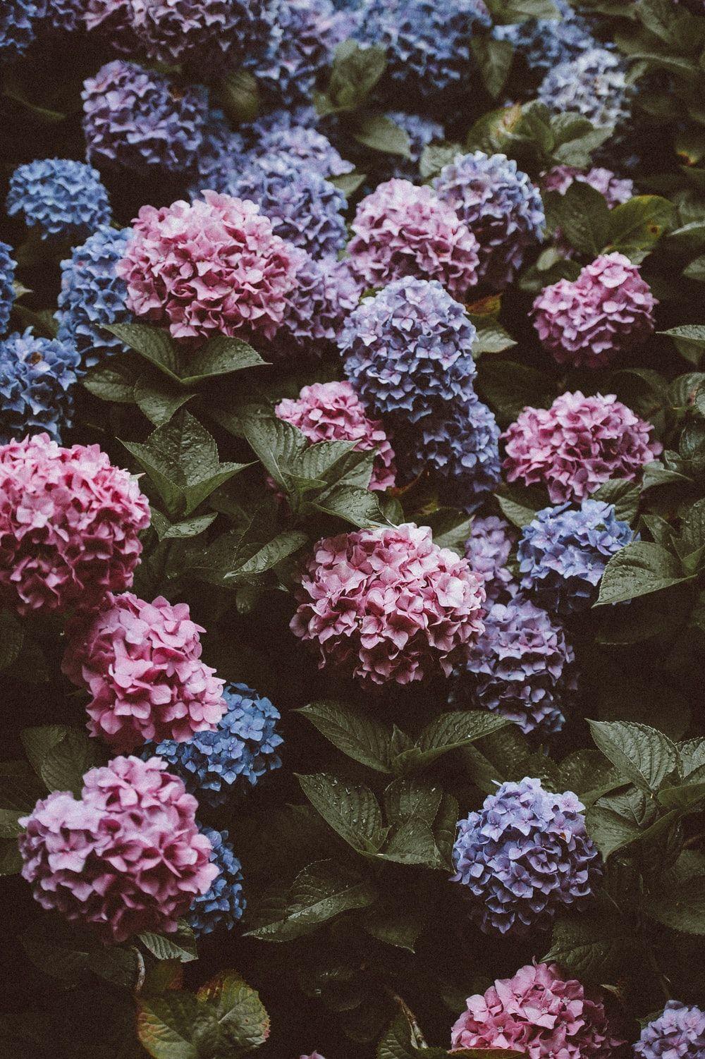 Purple Hydrangea Wallpapers Top Free Purple Hydrangea Backgrounds
