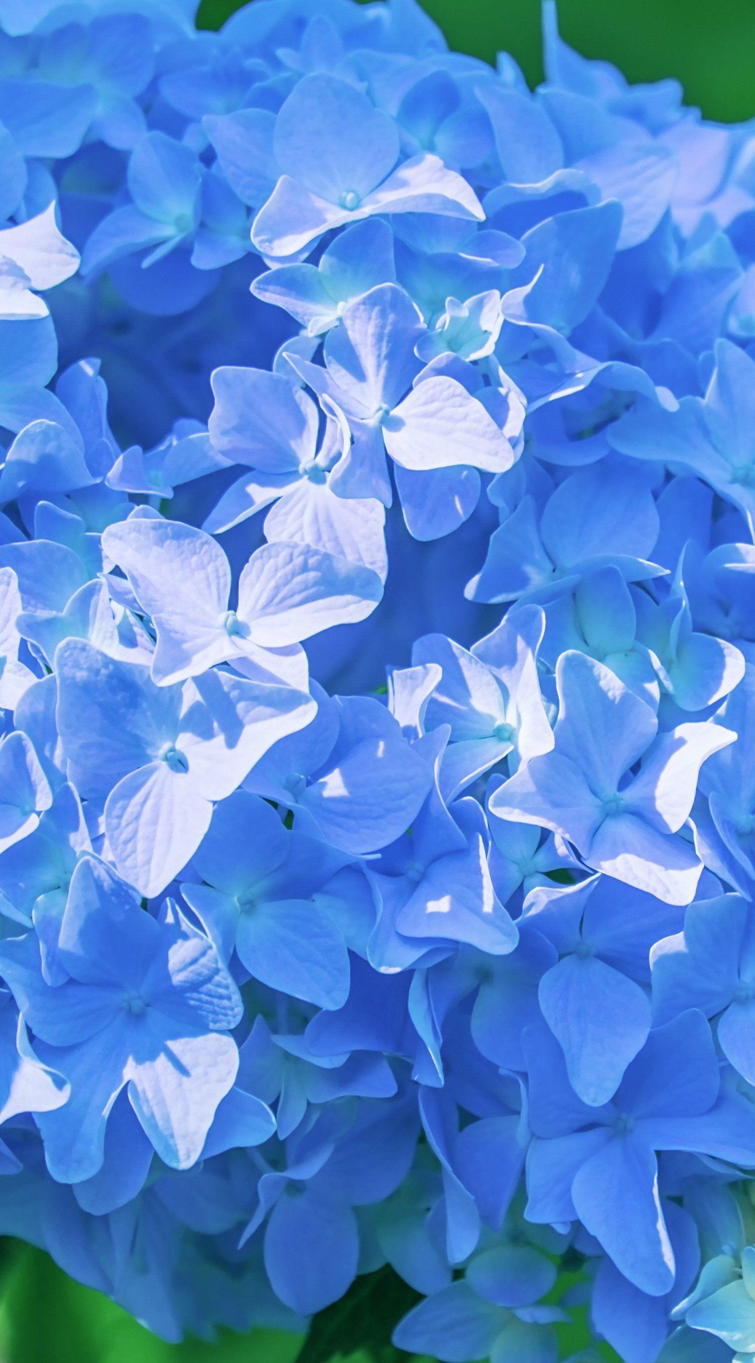 Blue Hydrangea Wallpapers Top Free Blue Hydrangea Backgrounds WallpaperAccess