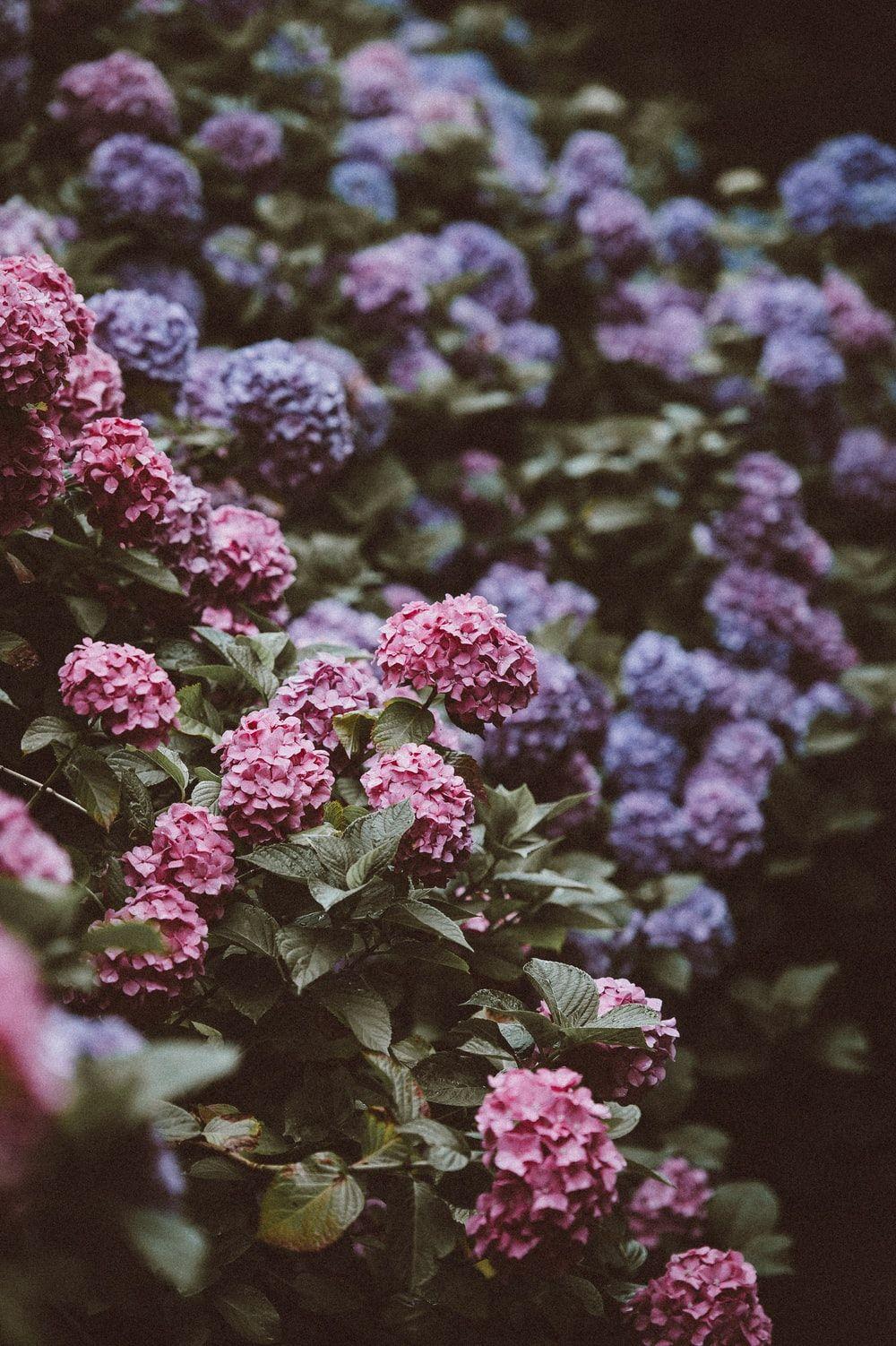 Purple Hydrangea Wallpapers Top Free Purple Hydrangea Backgrounds