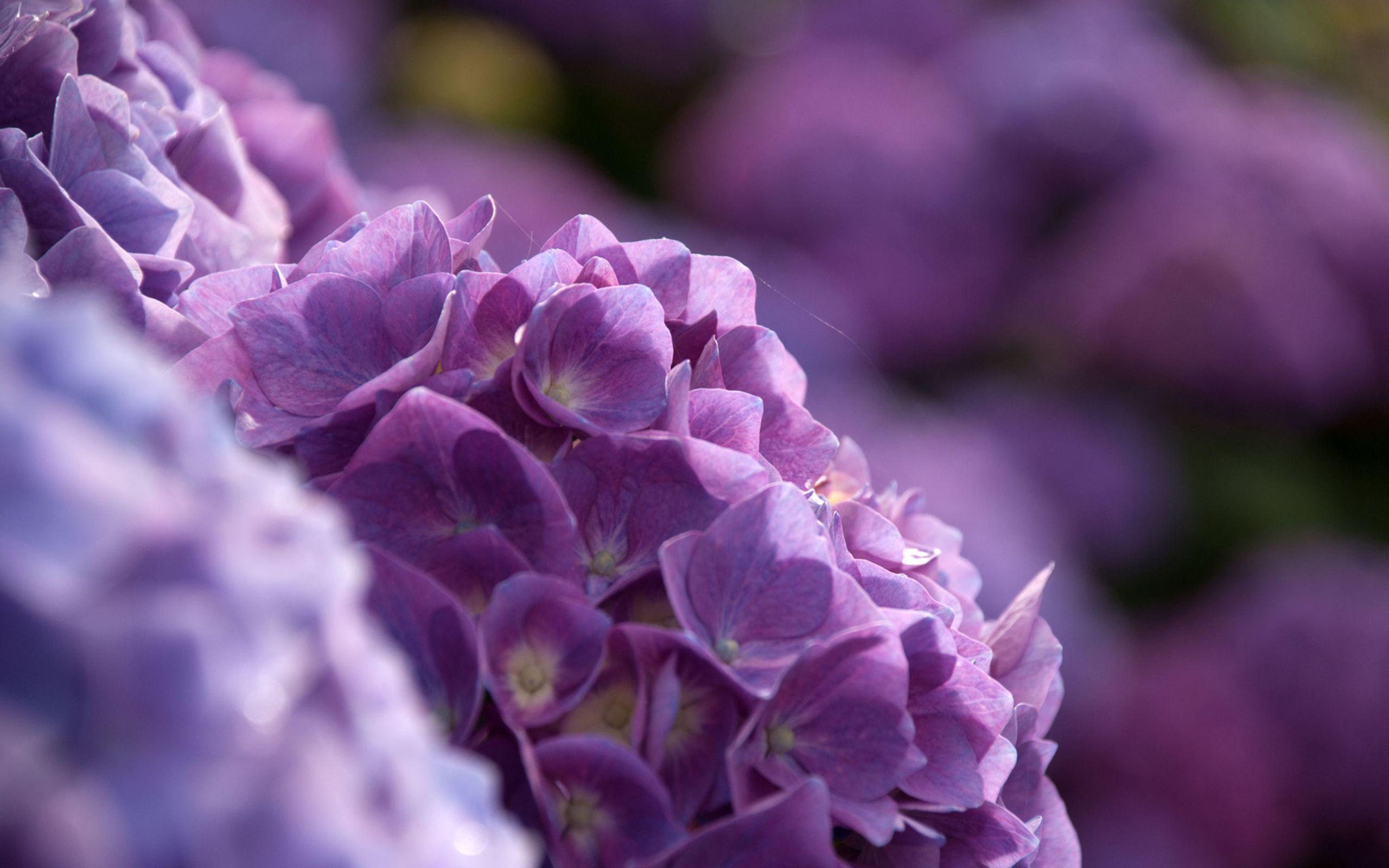 Purple Hydrangea Wallpapers Top Free Purple Hydrangea Backgrounds