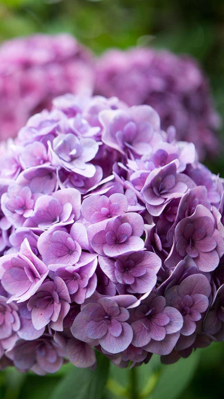 Purple Hydrangea Wallpapers Top Free Purple Hydrangea Backgrounds