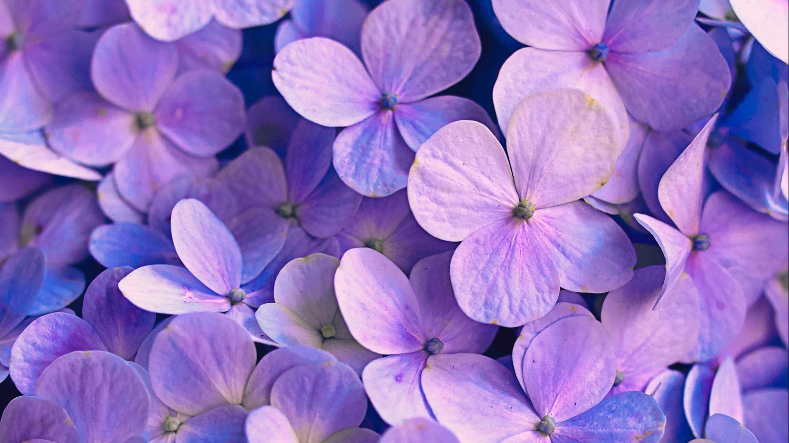 Purple Hydrangea Wallpapers Top Free Purple Hydrangea Backgrounds