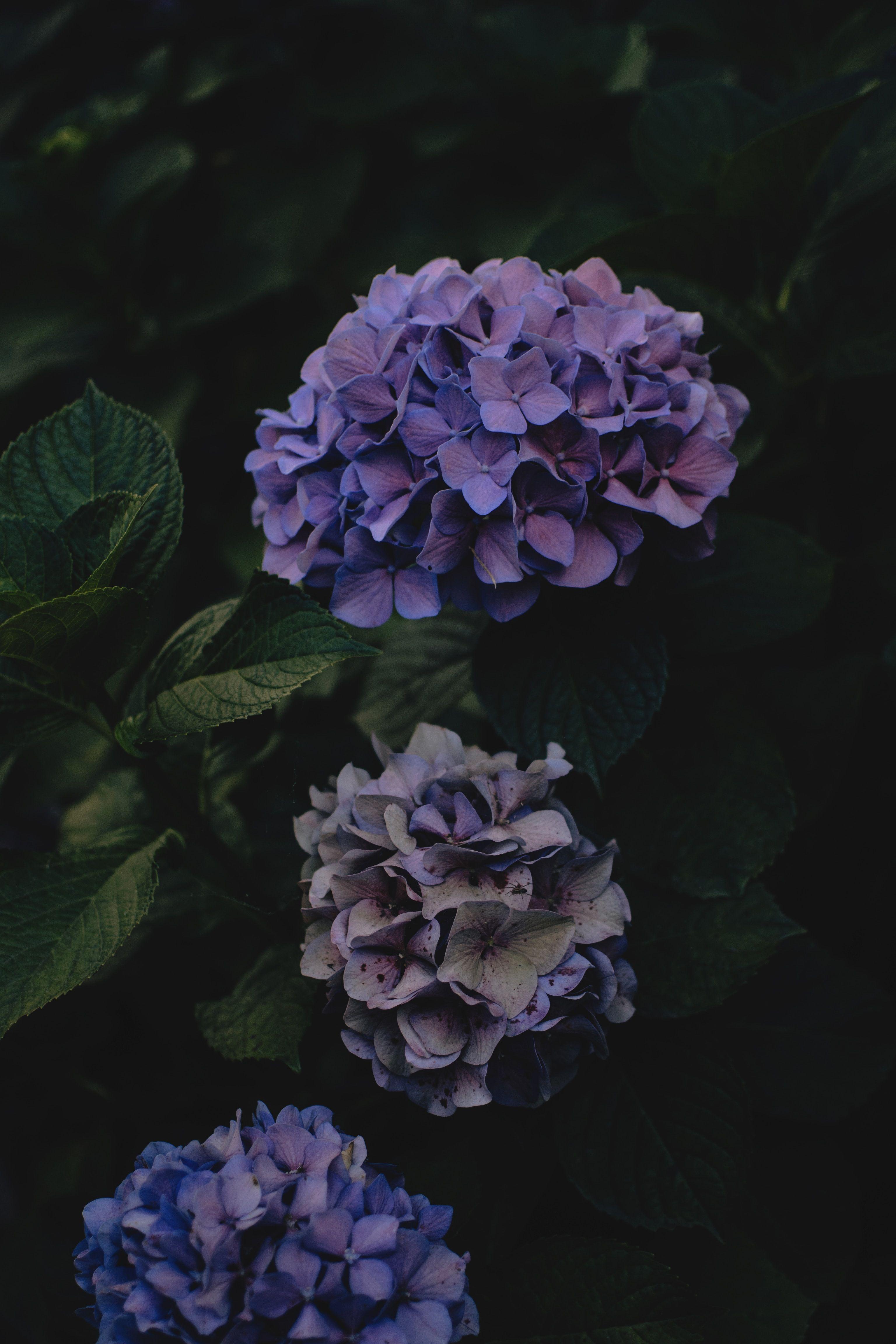 Purple Hydrangea Wallpapers Top Free Purple Hydrangea Backgrounds