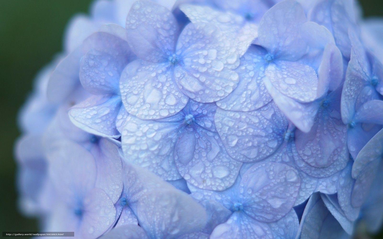 Hydrangea Flower Wallpapers Top Free Hydrangea Flower Backgrounds