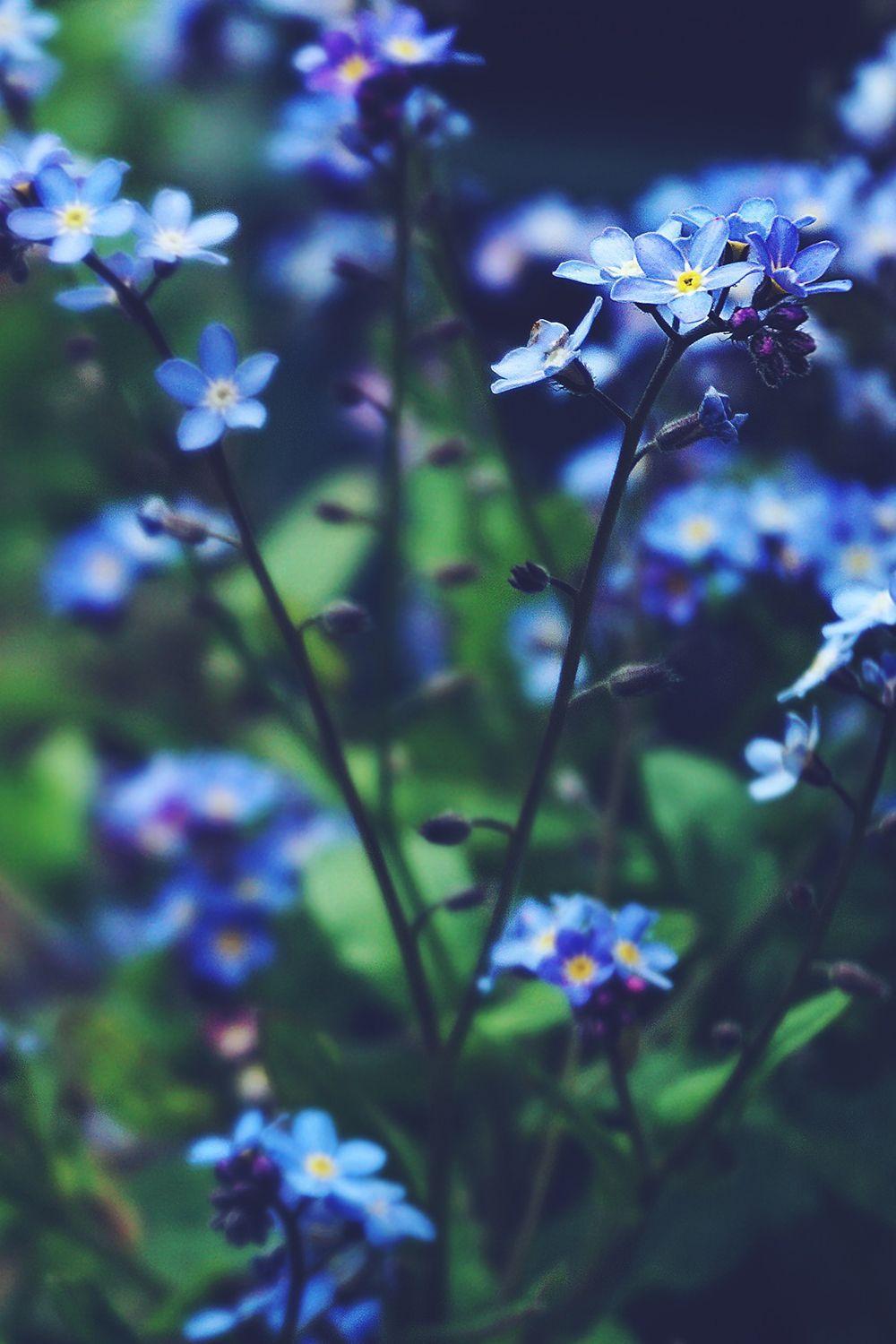 Beautiful Blue Flowers Wallpapers Top Free Beautiful Blue Flowers