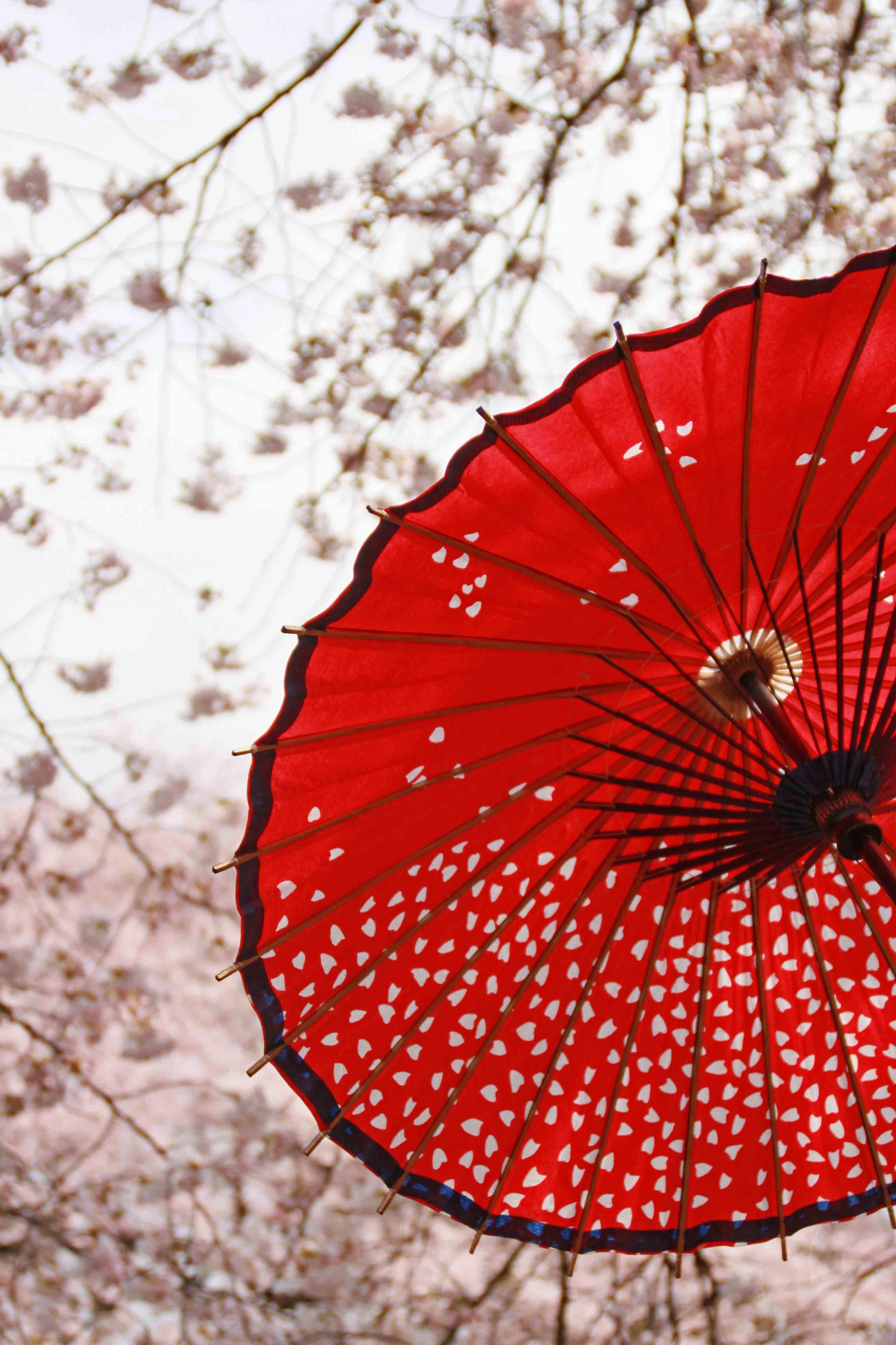 Japanese Umbrellas Wallpapers Top Free Japanese Umbrellas Backgrounds