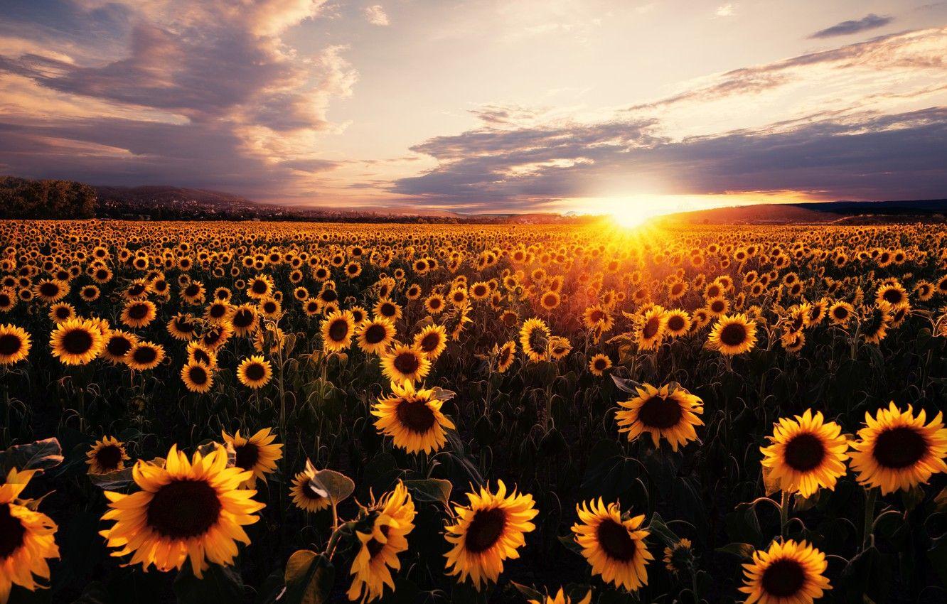 Sunflower Field Sunset Wallpapers Top Free Sunflower Field Sunset