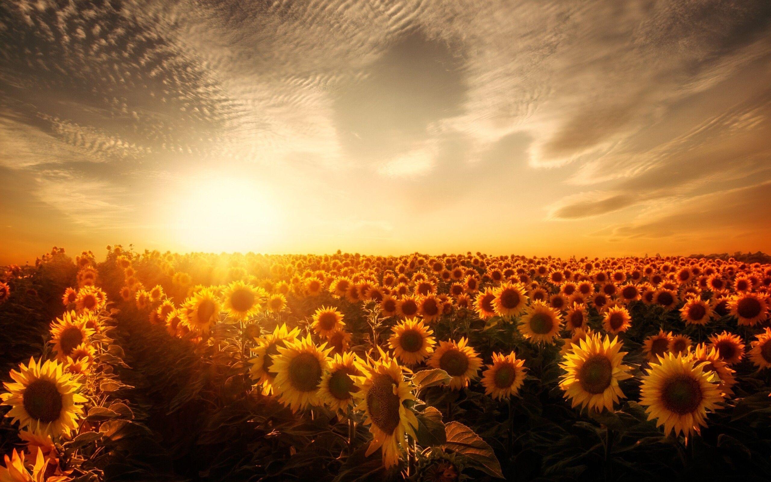 Sunflower Field Sunset Wallpapers Top Free Sunflower Field Sunset