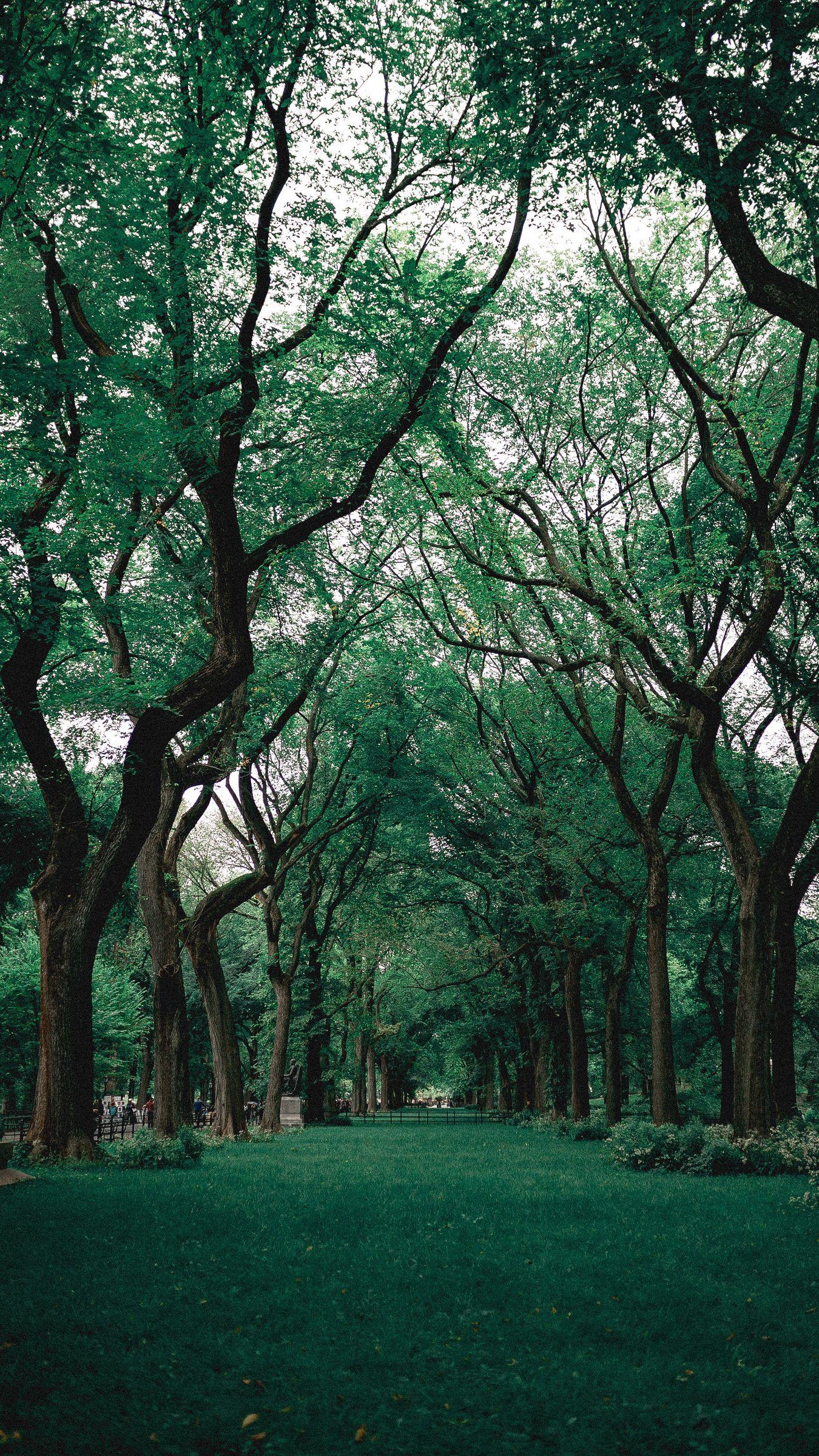 Green Nature iPhone Wallpapers Top Free Green Nature iPhone