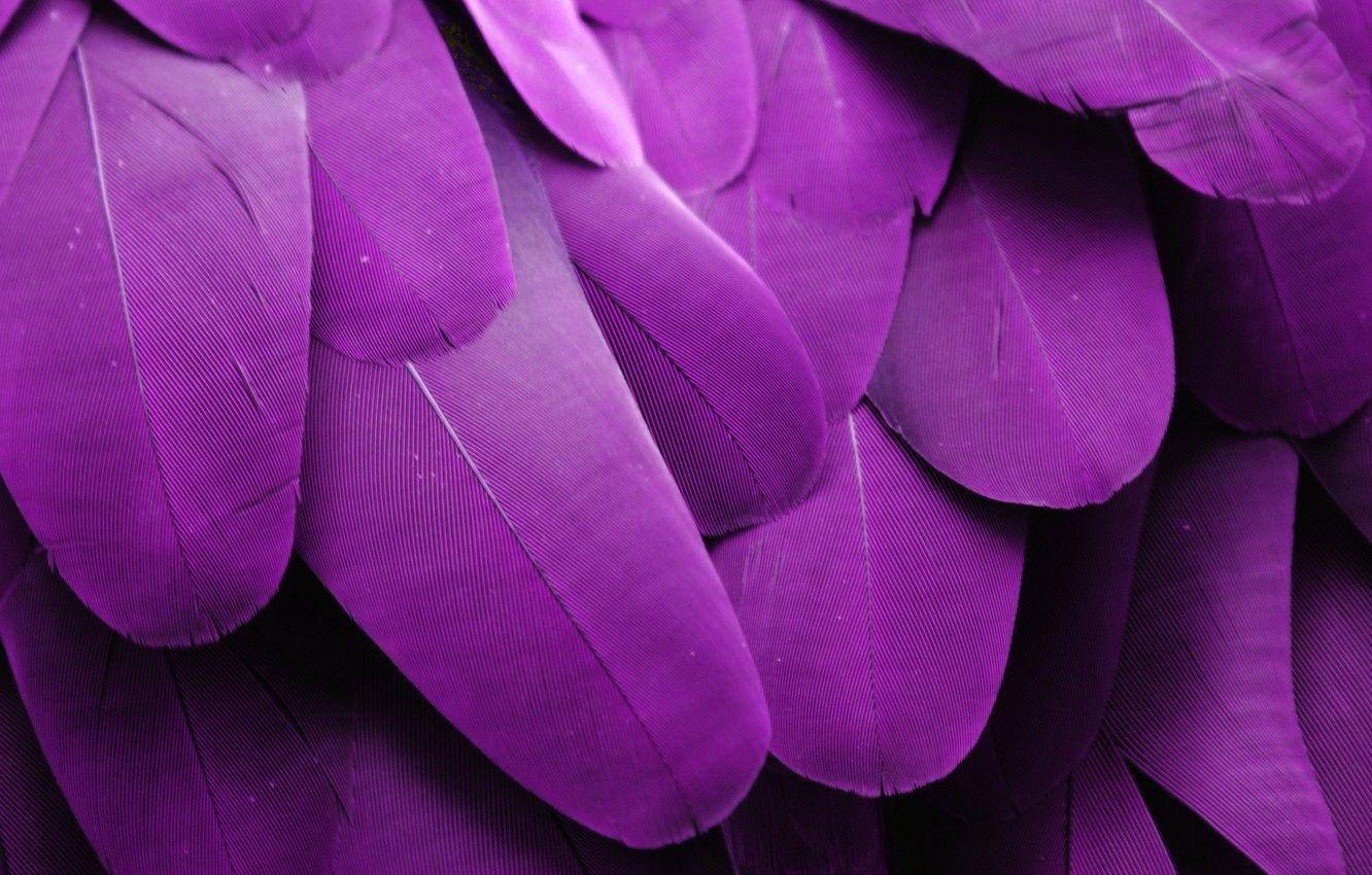 Purple Feathers Wallpapers Top Free Purple Feathers Backgrounds