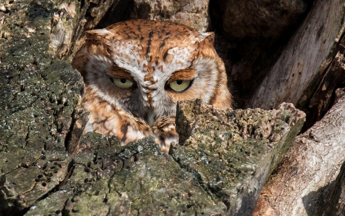 Evil Owl Wallpapers Top Free Evil Owl Backgrounds WallpaperAccess