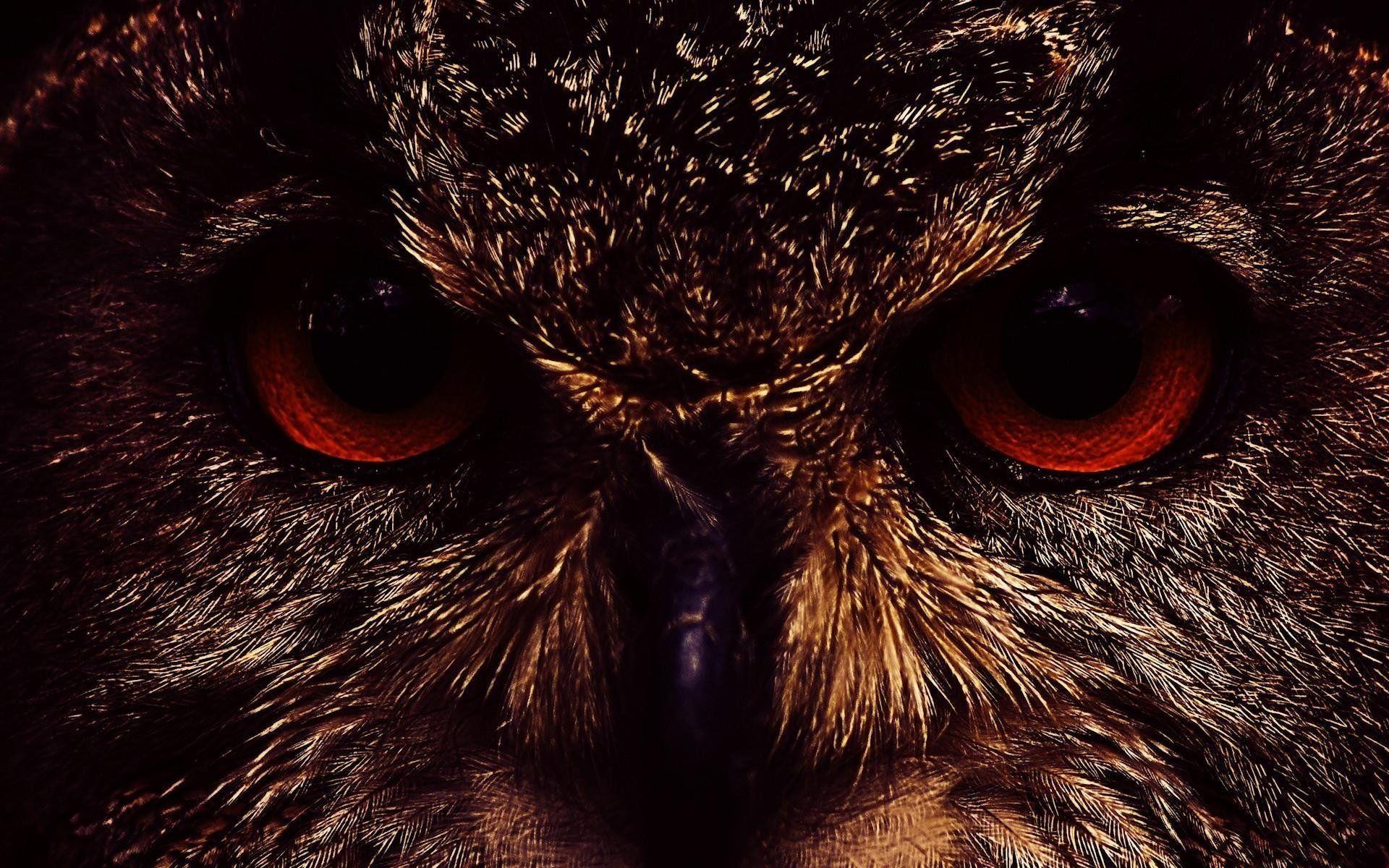 Evil Owl Wallpapers Top Free Evil Owl Backgrounds WallpaperAccess