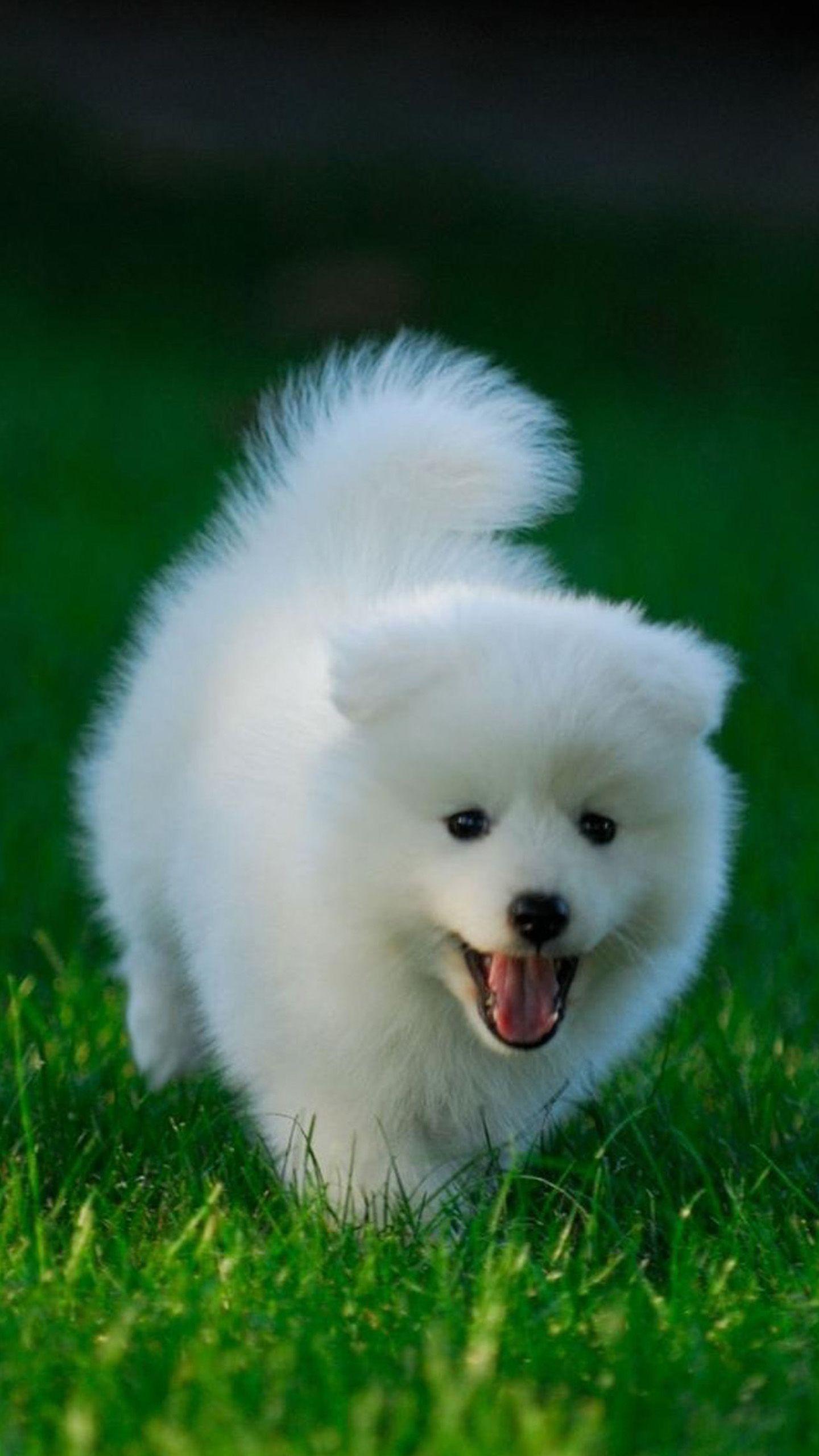 Cute White Puppies Wallpapers Top Free Cute White Puppies Backgrounds