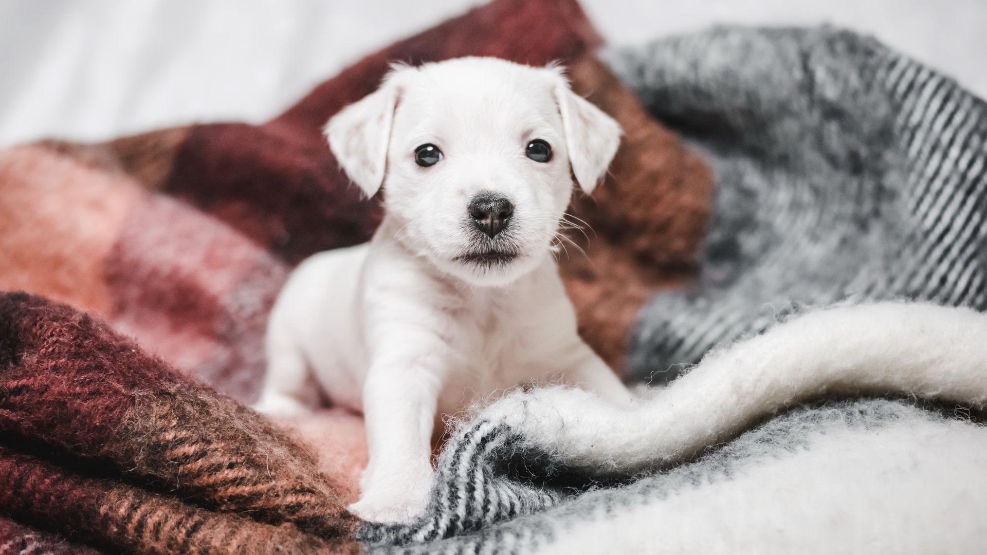 Cute White Puppies Wallpapers Top Free Cute White Puppies Backgrounds