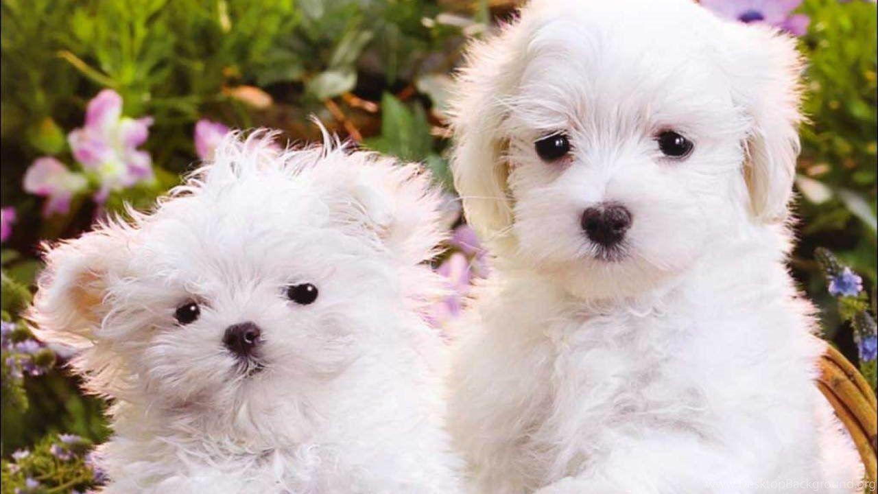 Cute White Puppies Wallpapers Top Free Cute White Puppies Backgrounds