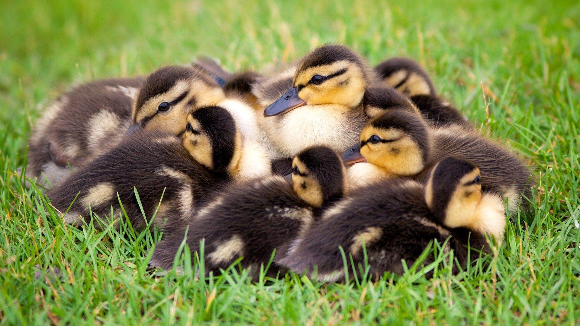 Baby Duck Wallpapers Top Free Baby Duck Backgrounds WallpaperAccess