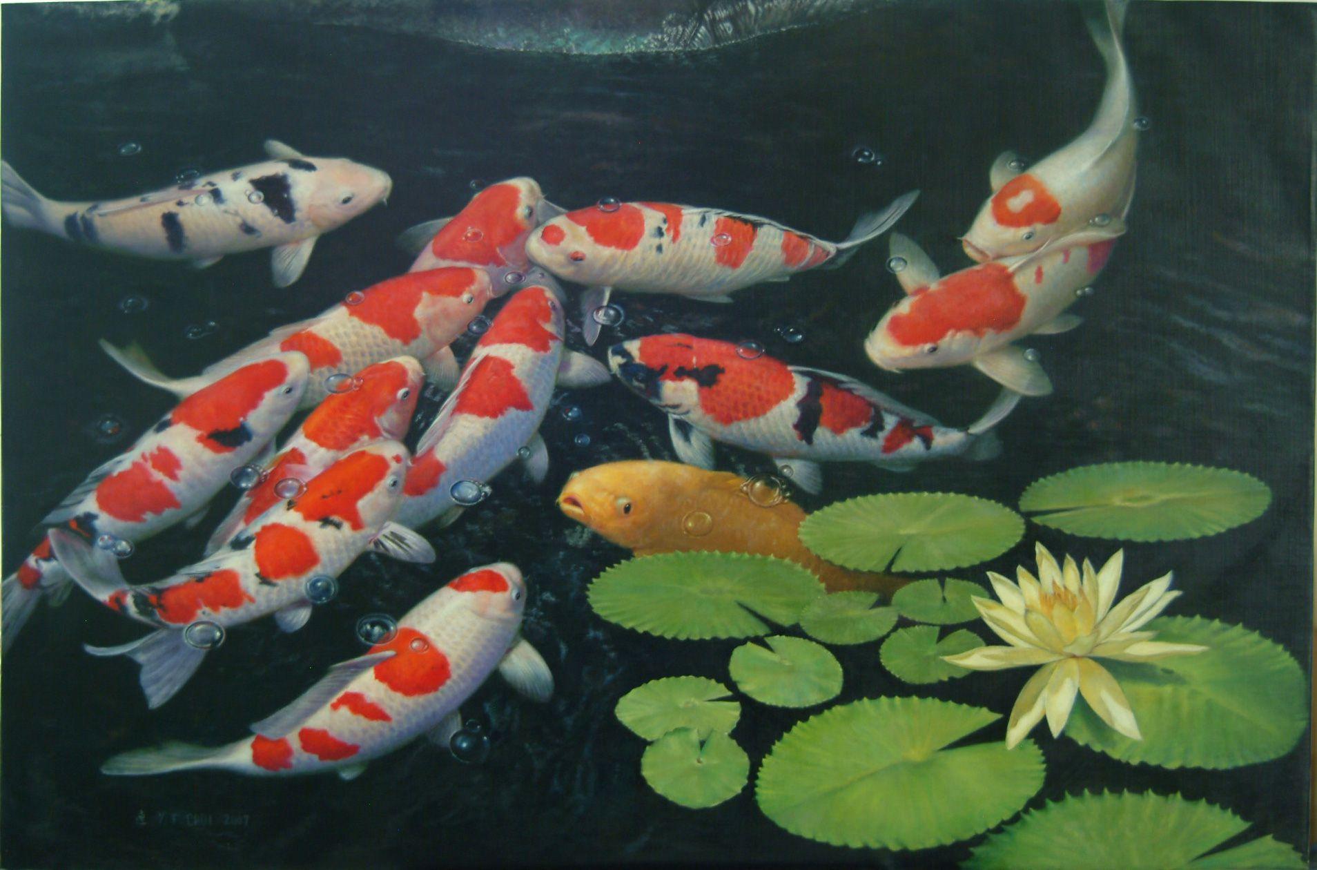 Animated Koi Fish Wallpapers Top Free Animated Koi Fish Backgrounds