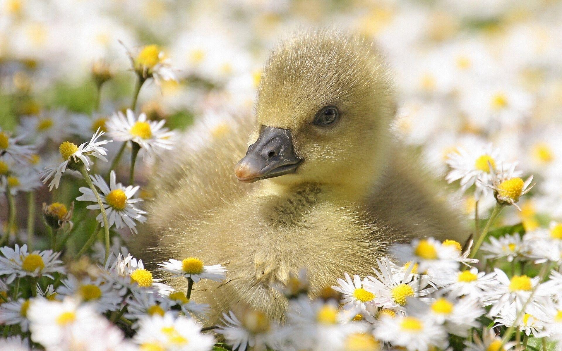 Baby Duck Wallpapers Top Free Baby Duck Backgrounds WallpaperAccess