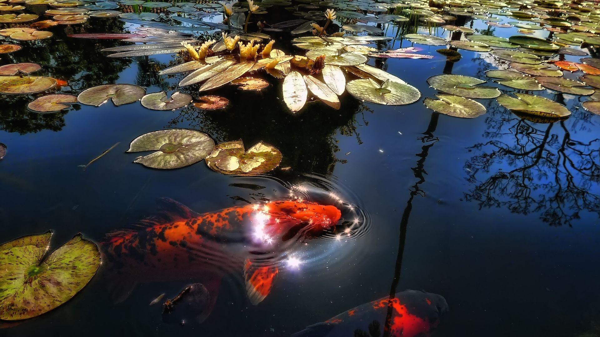 Koi Fish Pond Wallpapers Top Free Koi Fish Pond Backgrounds