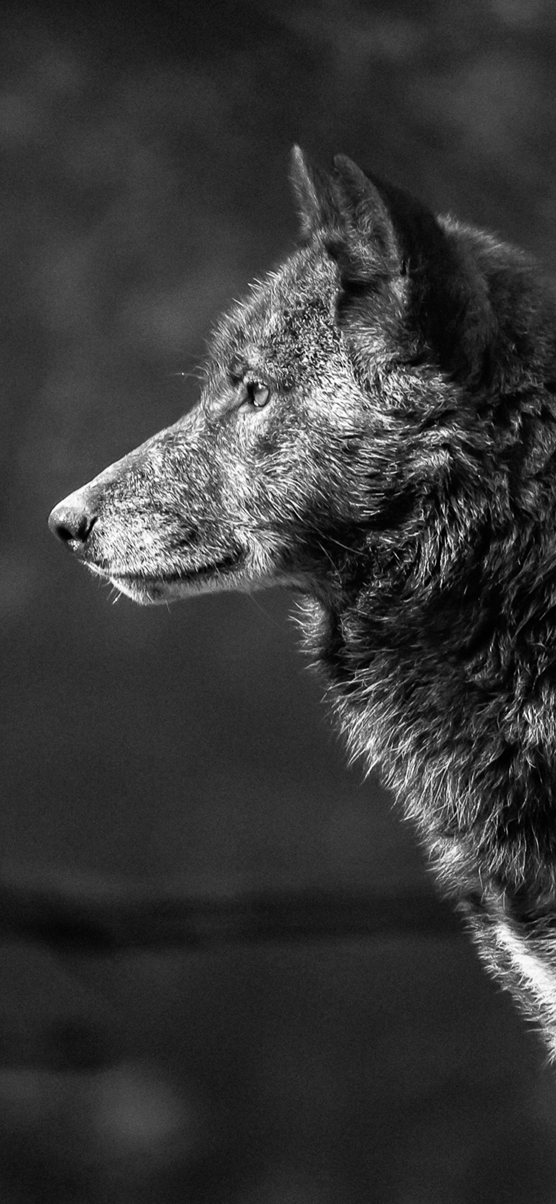 Grey Wolf iPhone Wallpapers Top Free Grey Wolf iPhone Backgrounds