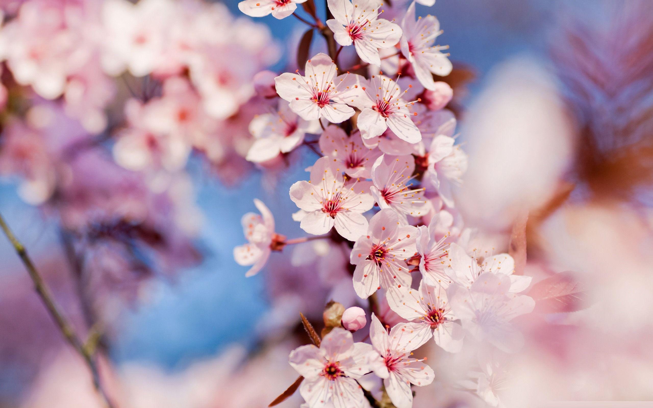 Sakura Blossom Wallpapers Top Free Sakura Blossom Backgrounds