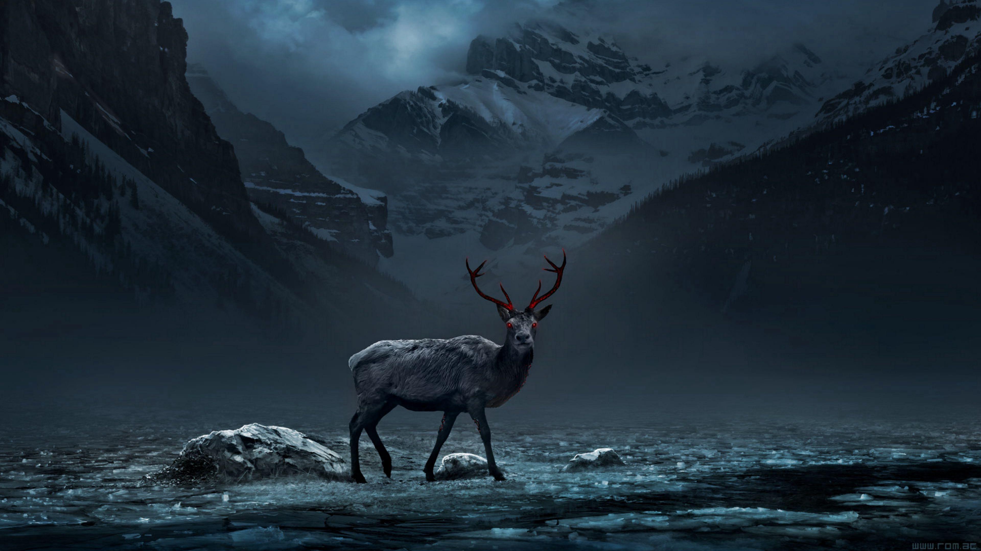 Deer 4K Wallpapers Top Free Deer 4K Backgrounds WallpaperAccess