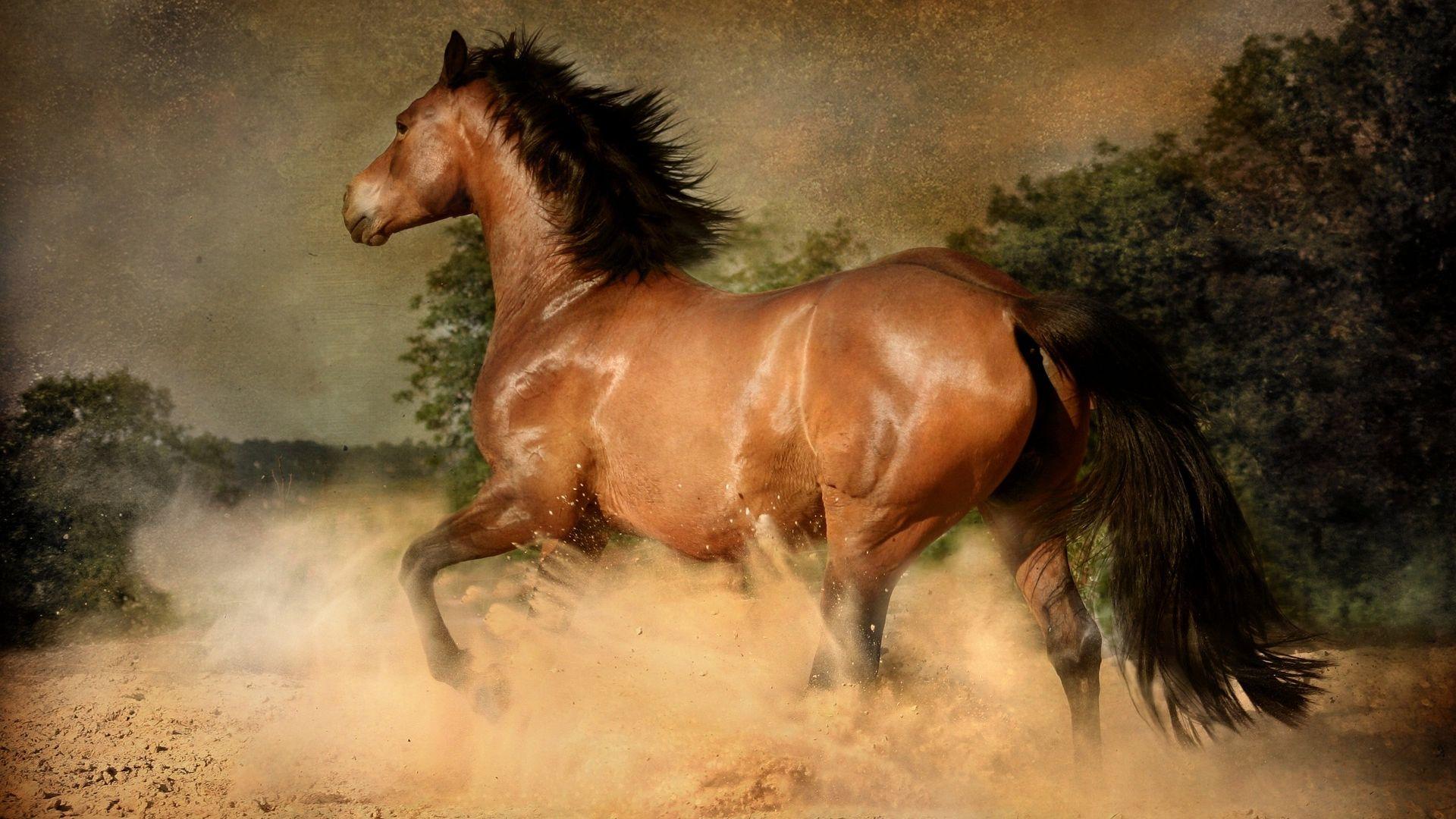 Brown Horse Wallpapers Top Free Brown Horse Backgrounds WallpaperAccess