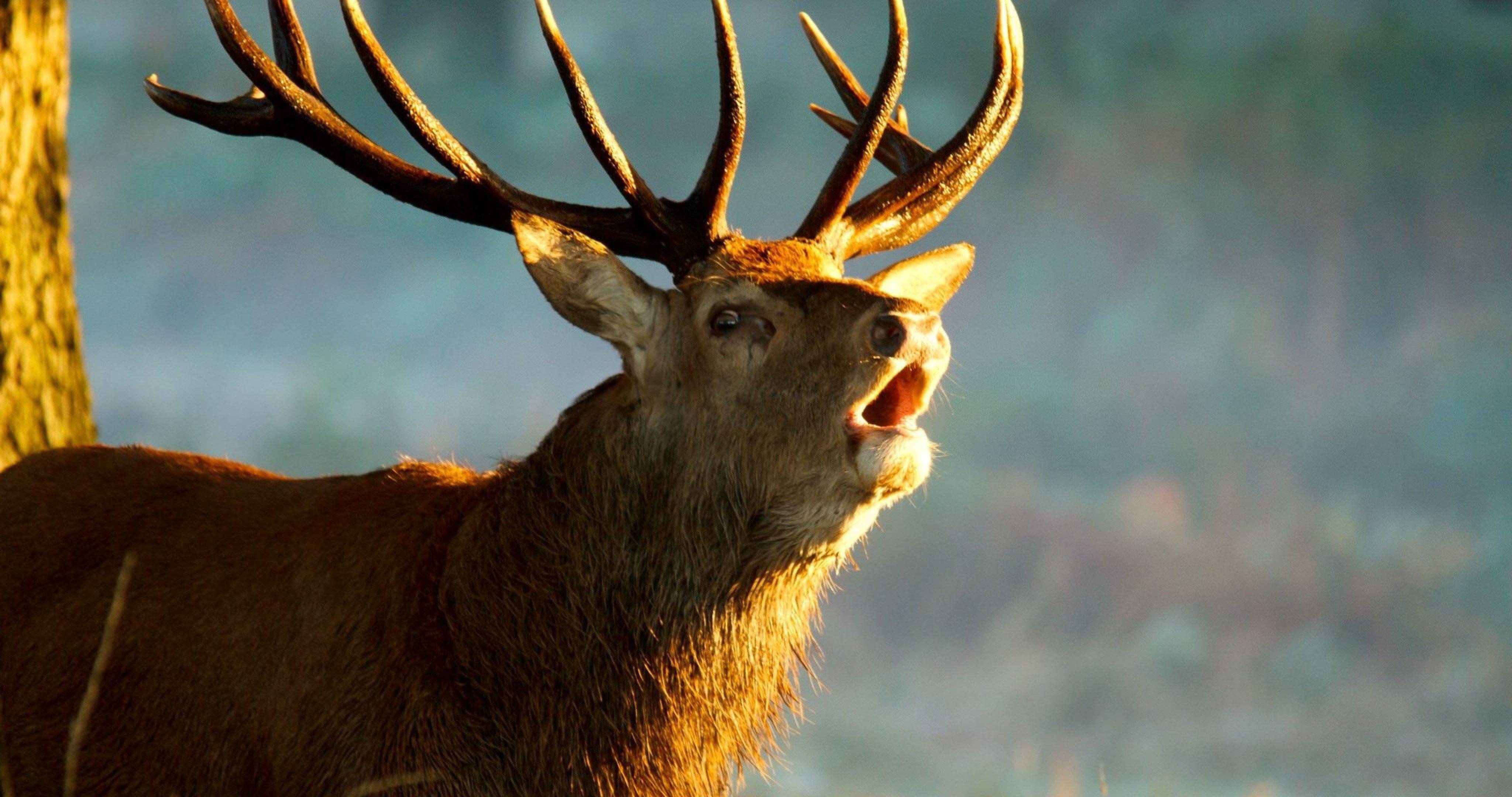 Deer 4K Wallpapers Top Free Deer 4K Backgrounds WallpaperAccess
