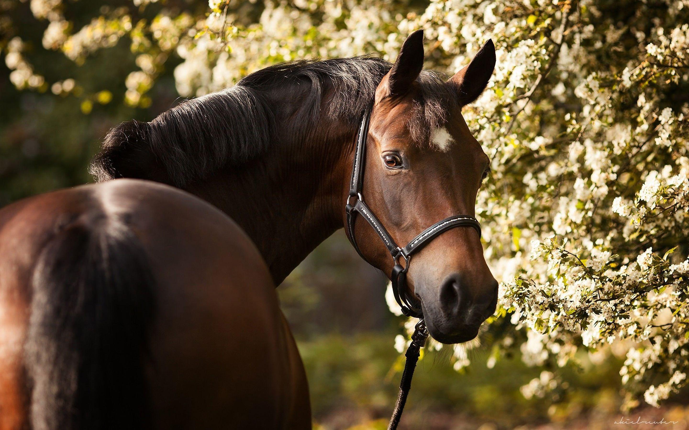 Brown Horse Wallpapers Top Free Brown Horse Backgrounds WallpaperAccess