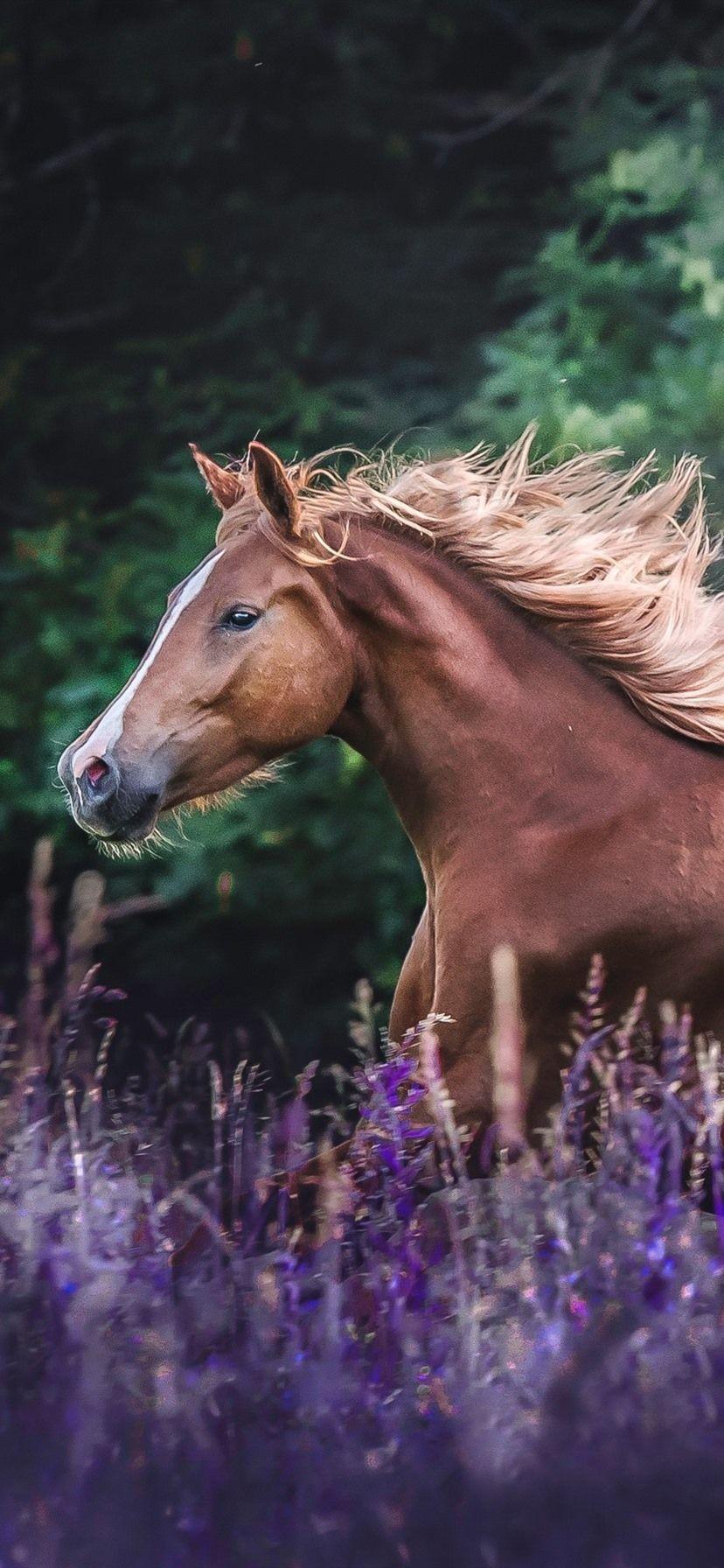 Running Horse iPhone Wallpapers Top Free Running Horse iPhone