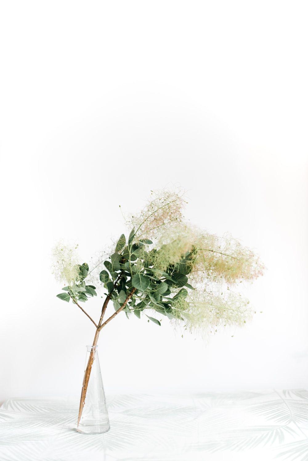 Flower Pot Wallpapers Top Free Flower Pot Backgrounds WallpaperAccess