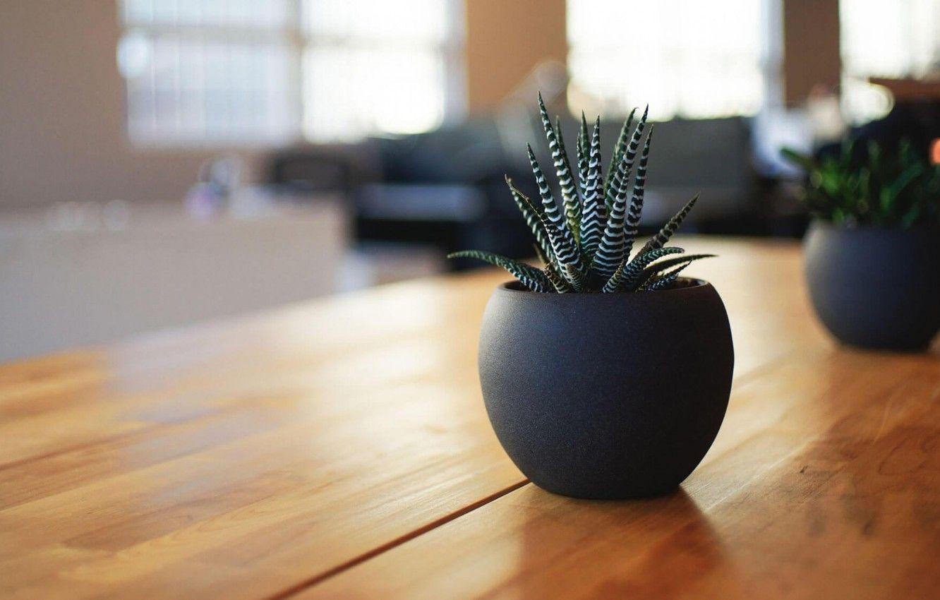 Pot Plant Wallpapers Top Free Pot Plant Backgrounds WallpaperAccess