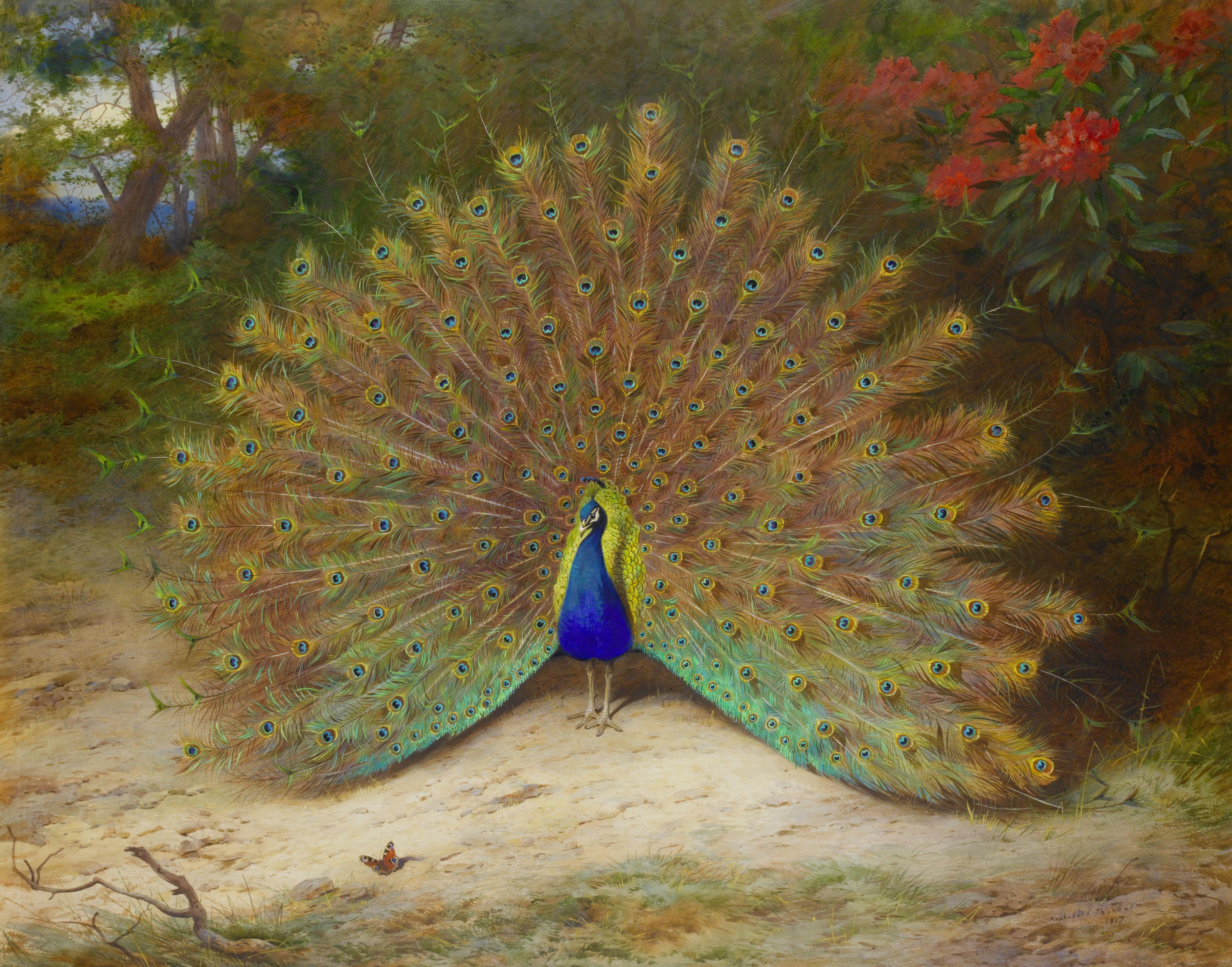 Lucky Peacock Wallpapers Top Free Lucky Peacock Backgrounds