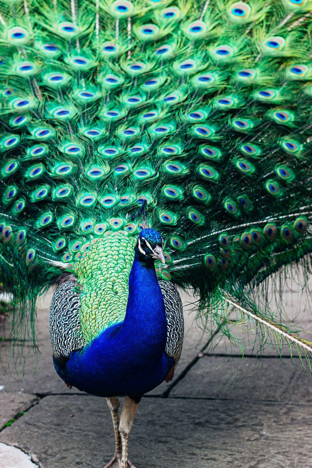 Lucky Peacock Wallpapers Top Free Lucky Peacock Backgrounds
