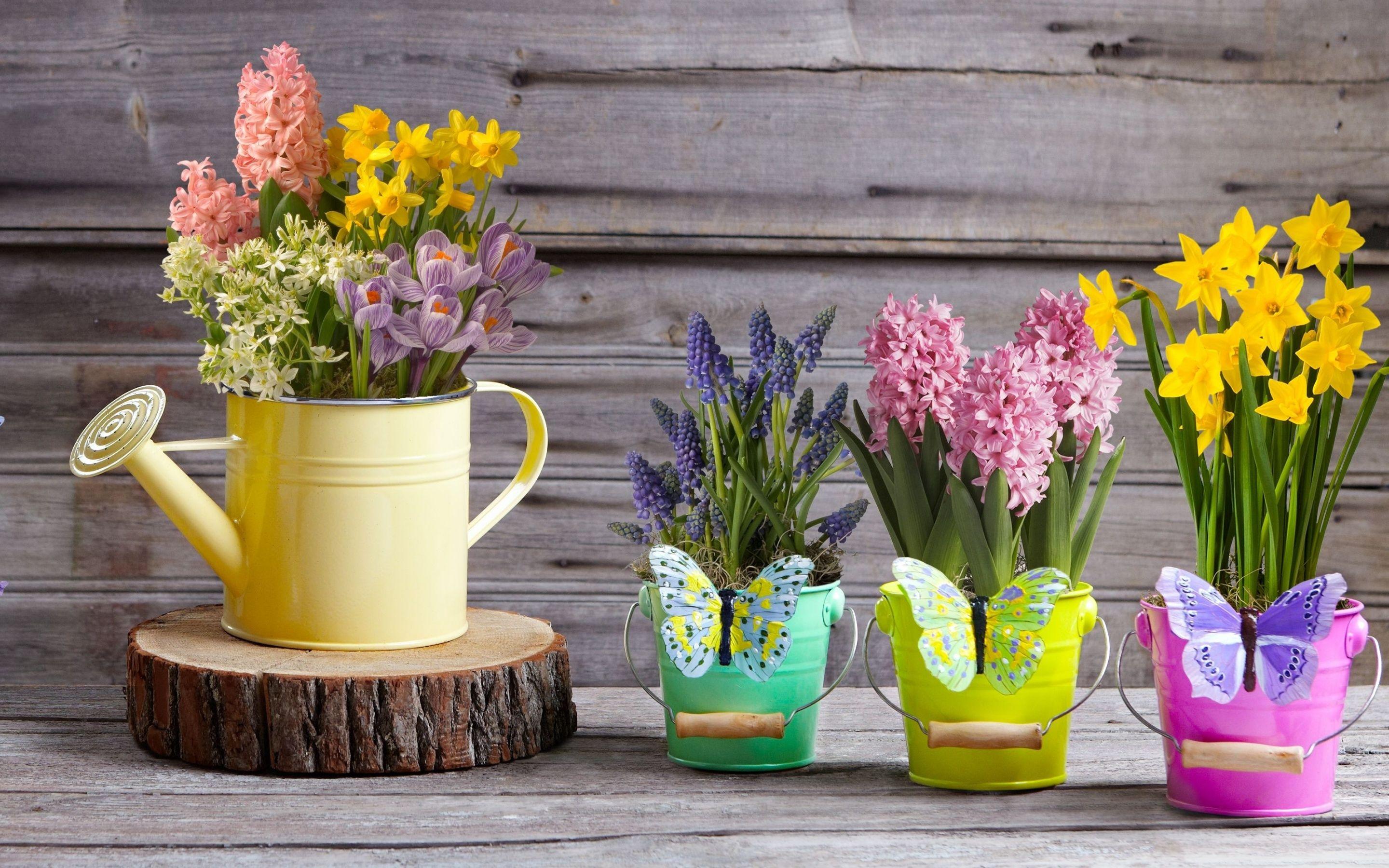 Potted Flowers Wallpapers Top Free Potted Flowers Backgrounds